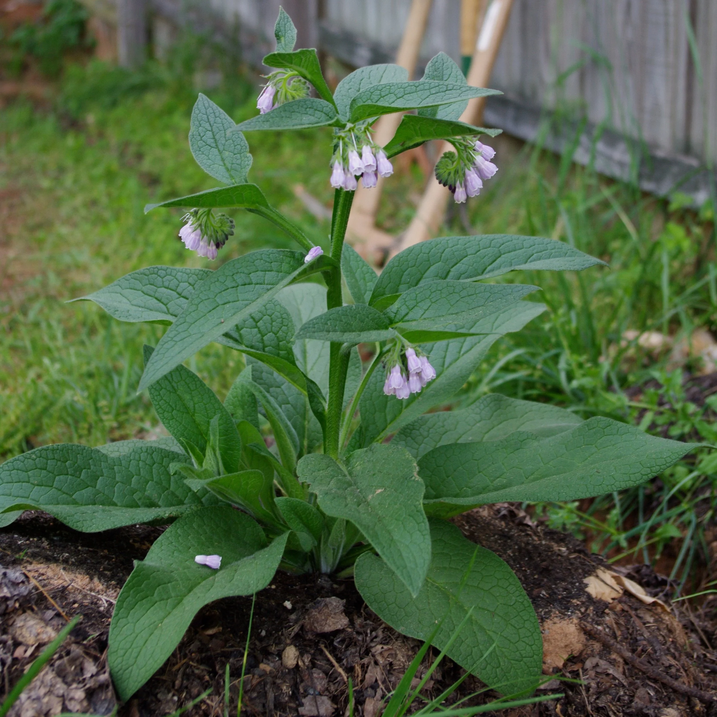 Symphytum_uplandicum_x_Bocking_14.jpg