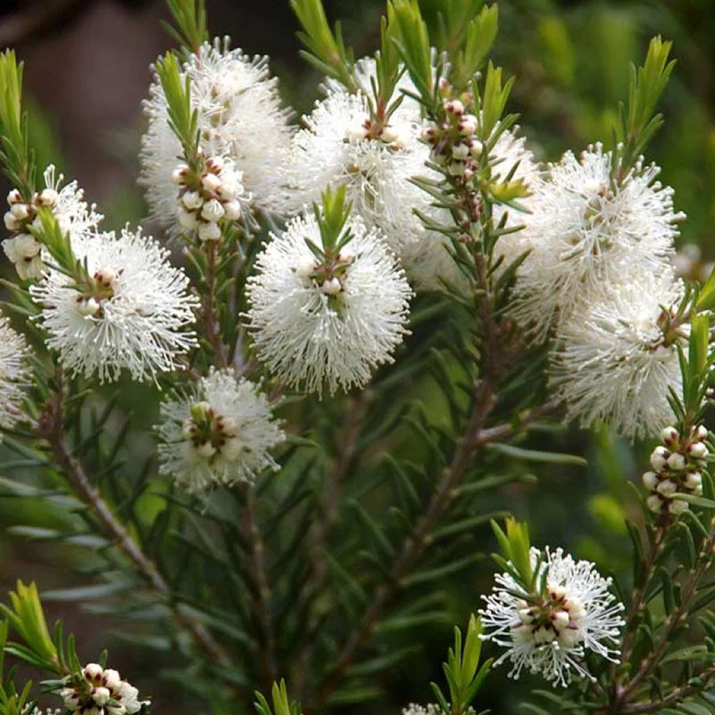 Melaleuca_alternifolia_1024.jpeg