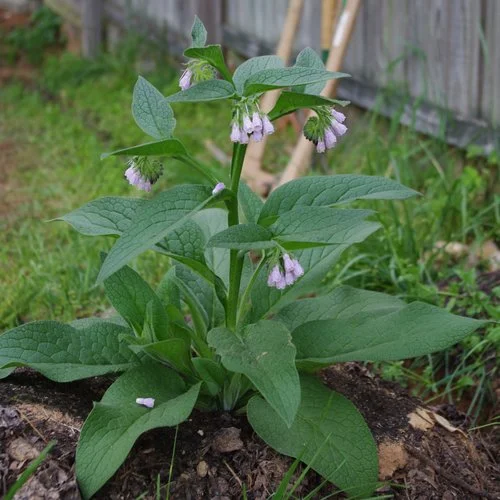 A comfrey plant with large wide green leaves and light purple flowers growing in soil outdoor in a garden.