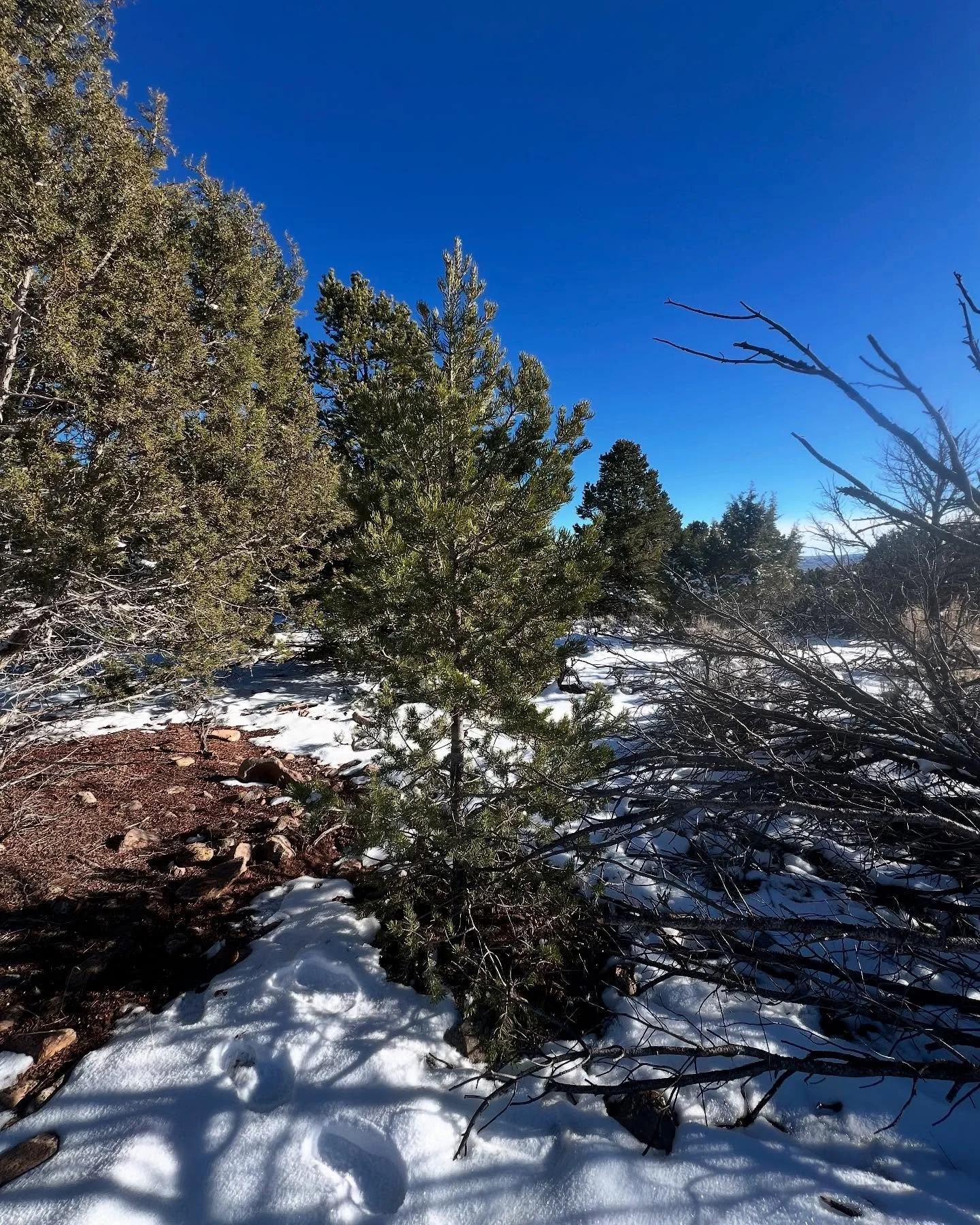 We hope you&rsquo;re all having a lovely holiday weekend! We got this cute little pinion tree and have been enjoying beautiful food, friends, scenes and kitties. Thank you to everyone who has shopped our sale so far! It will last through Monday so do