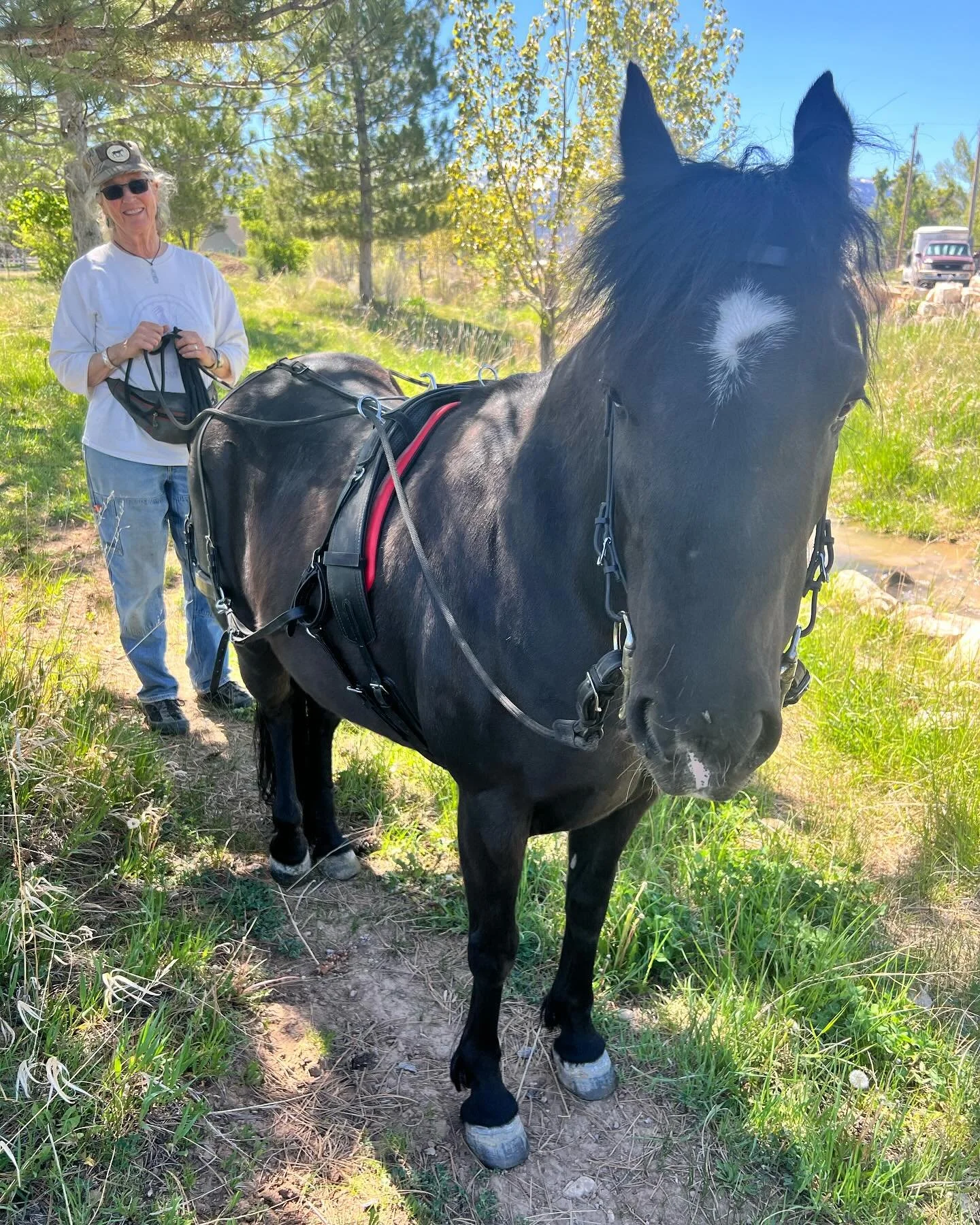 Mom has been spending time each day teaching her pony Sheeba to line drive as the next step in getting her ready to pull a cart. When I got there today they were just finishing up training for the day and looked so cute practicing stand stills. I pre