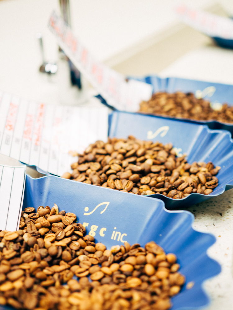  In the cupping lab, a variety of roasted beans are ready to be cupped and tasted. 