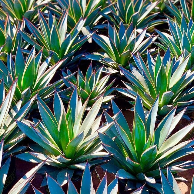 Looking for new plants to go with that new home? I'm happy to say that I can help you get a #freeplant for your place as my client from @the_plant_stand_of_arizona! (Blue Glow Agave pic just because they look cool)
Contact me today to get started fin
