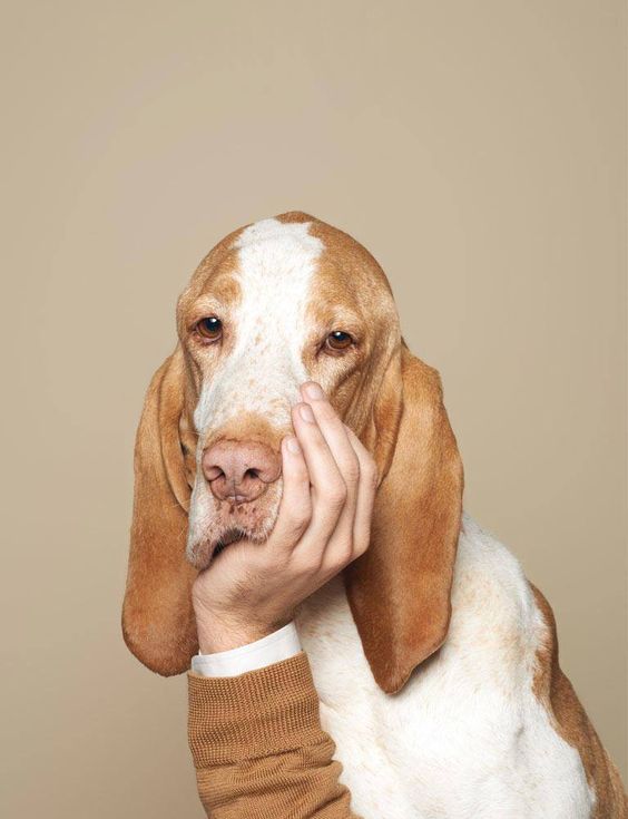 This image by Luke Stephenson is so fantastic. It's surprising, funny, charming and deliberate. It makes me think of doing a profile pic in this format - you know, along the lines of how people look like their pets... You could add a speaker bubble, do the 'voice' of your bio as the pet... 