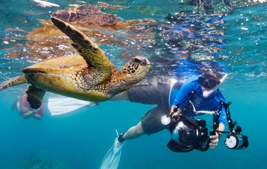 Diver photographing a turtle