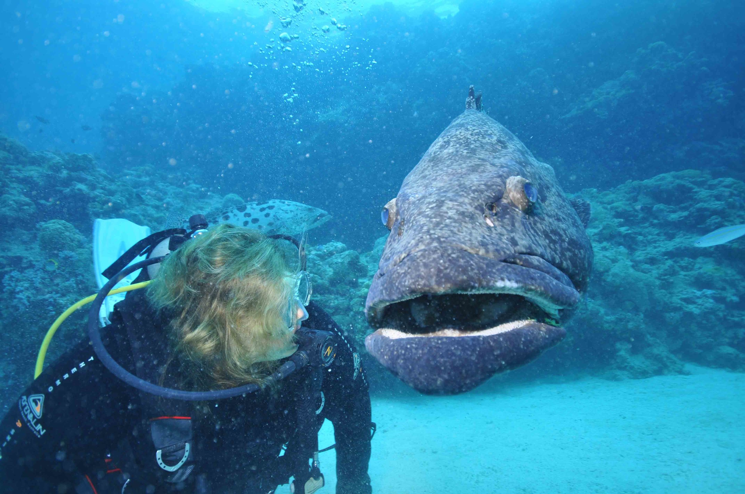 Diver with potato cod