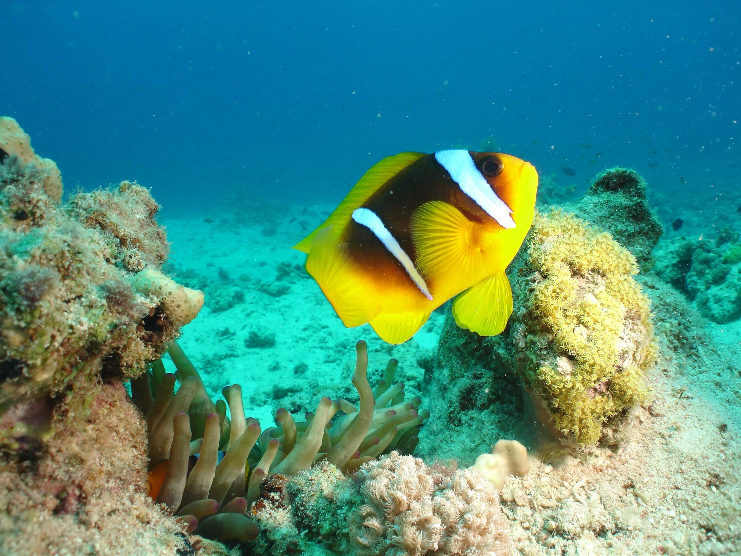 Kids Scuba Diving Brisbane PADI Open Water Course — Aquaventures