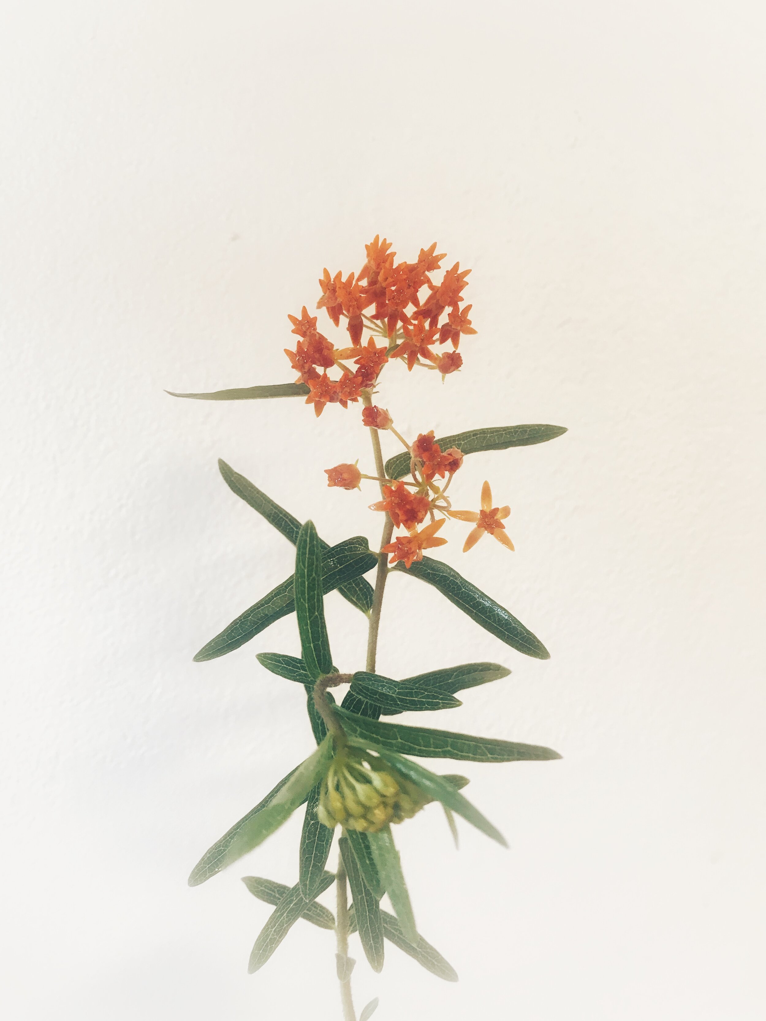 Attachment-1 (2) copy.jpeg