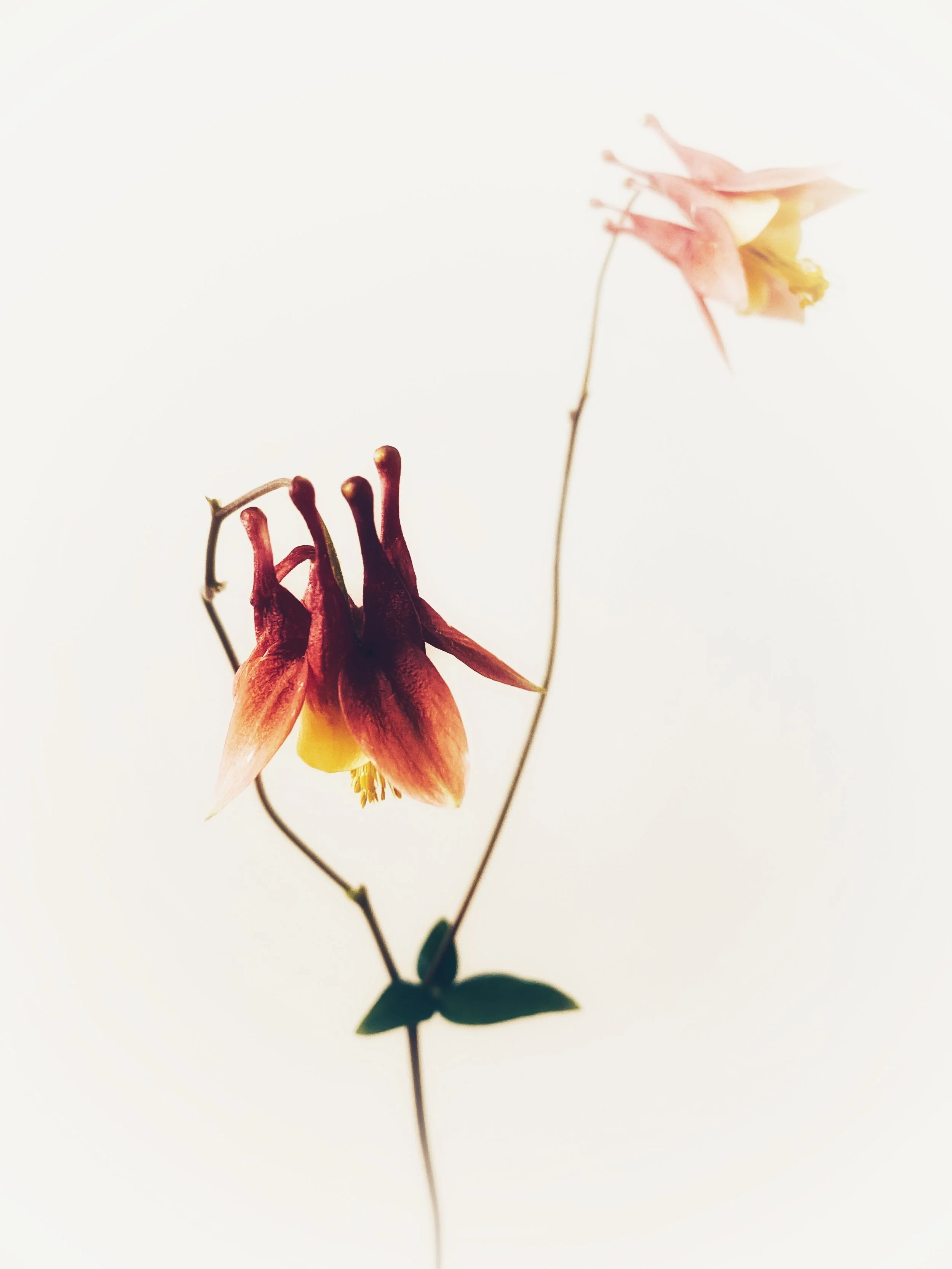 Attachment-1 (2).jpeg