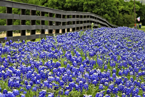 texasbluebonnets.jpg