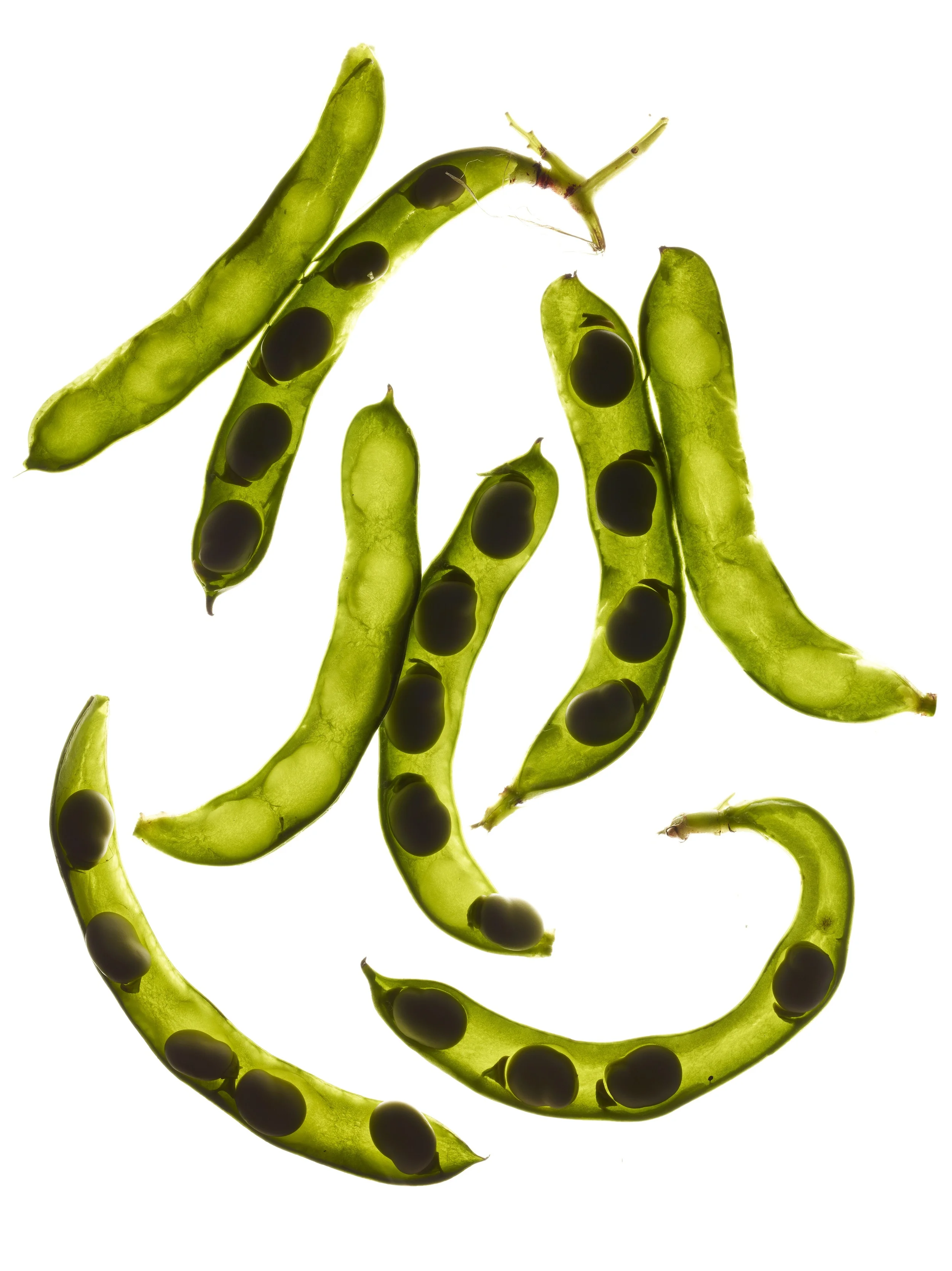 fava_beans copy.jpg