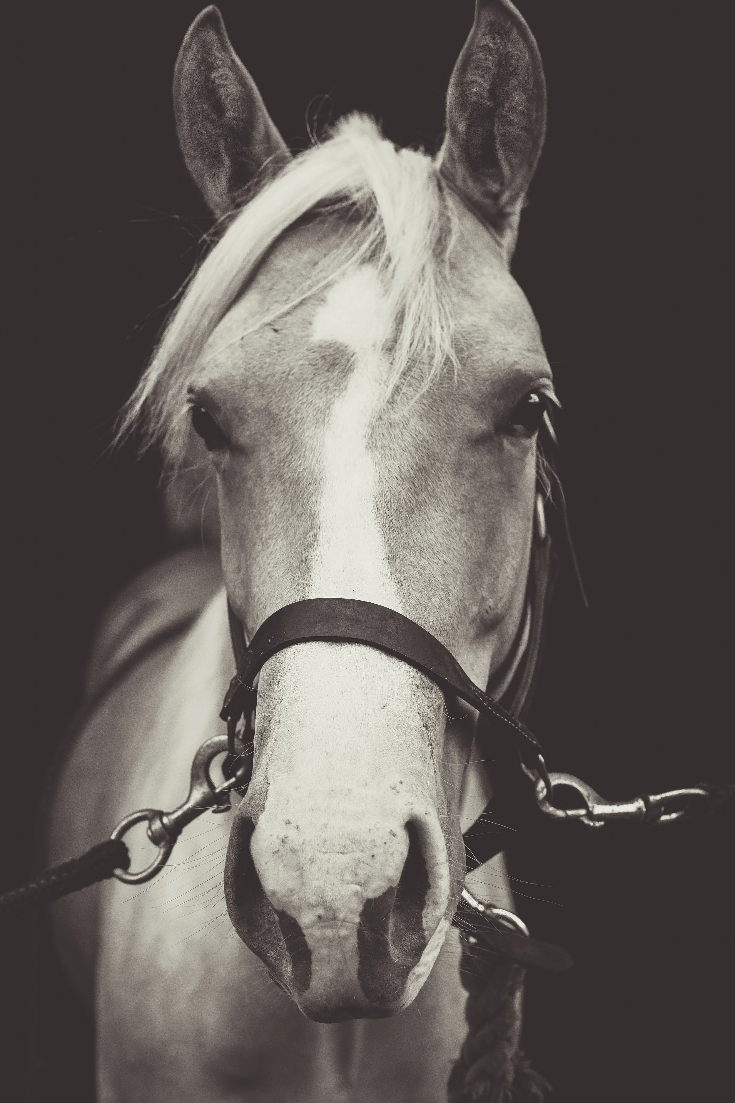 Kaplar Horse-0217-2.jpg