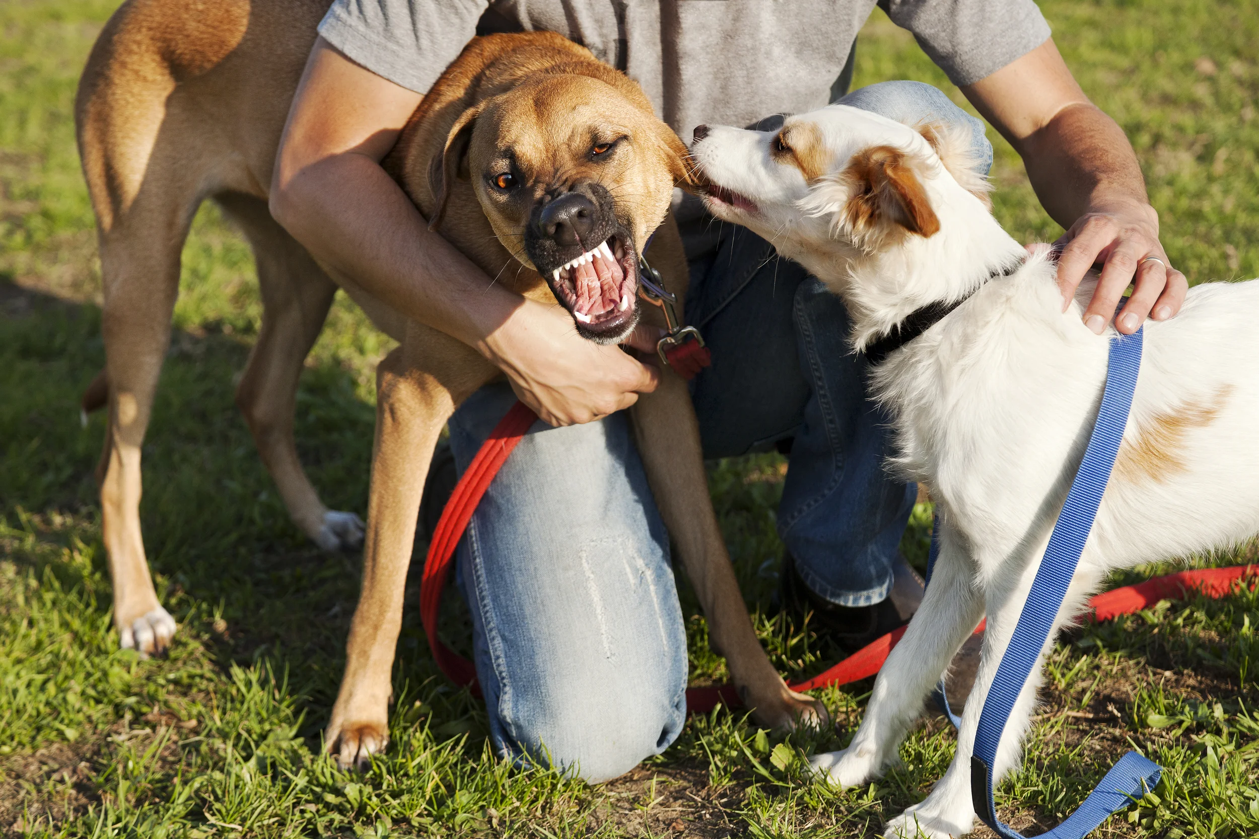 Behavior Modification — Southern Canine