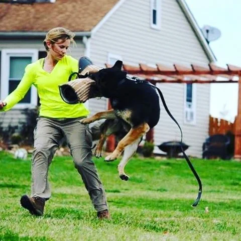Doing bite work! #southerncanine #dogtraining #dogsofinstagram #southlouisiana