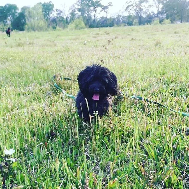 Meet Belle! She is a three-year-old Maltipoo who is doing In-Kennel Training with me for house breaking. #southerncanine #maltipoosofinstagram #dogtrainer #dogtrainersofinstagram