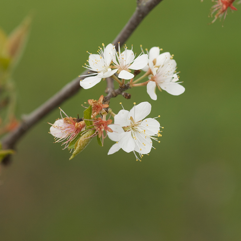 flowers.jpg