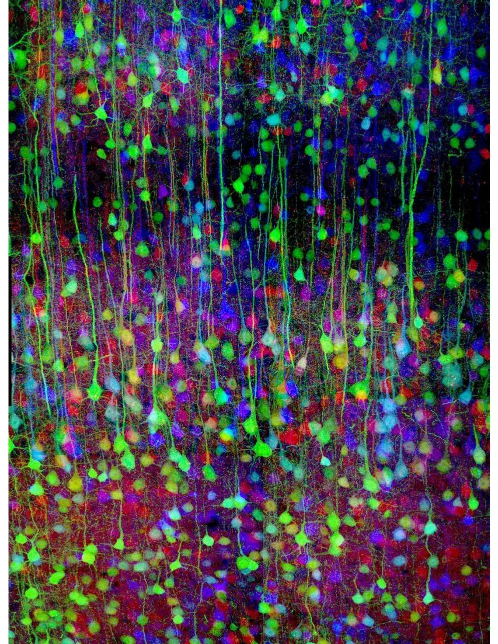 10_Lichtman_Brainbow_2007-960x1285.jpg