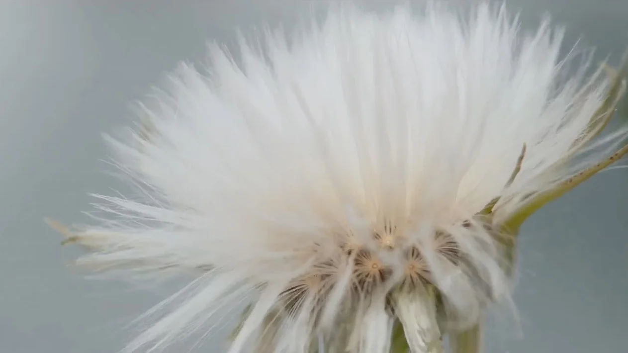 dandylion-noblur.jpg