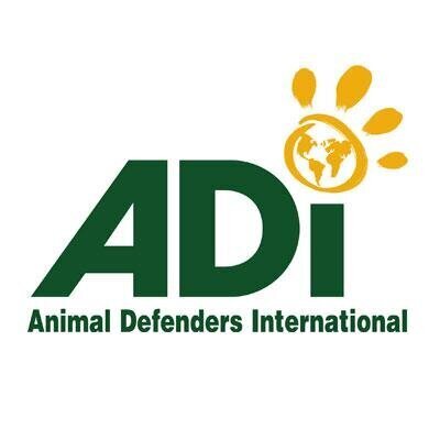 adi.jpeg