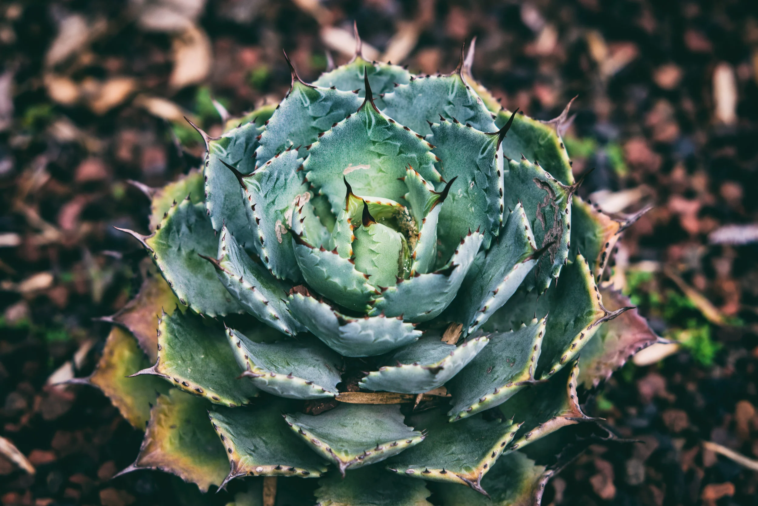 Trauma Therapy: What's the Process? - Part 1