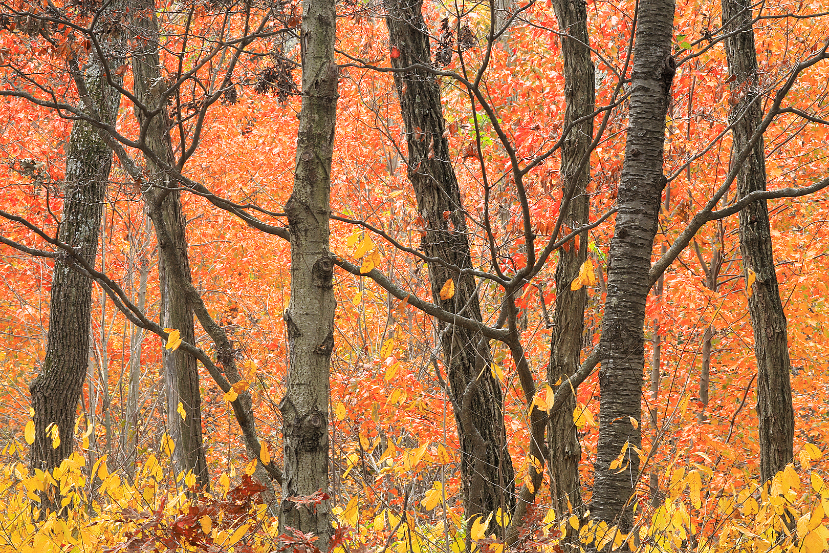 Tree Trunks and Autumn Color 14-25x9-5-1-1.jpg