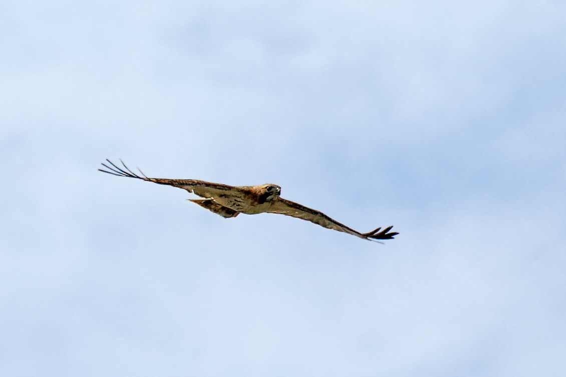 _G7B0873_DxO-1.jpg