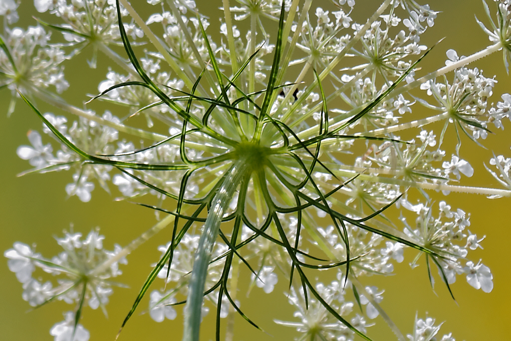 Queen Anne's Lace Close-Up, 2015