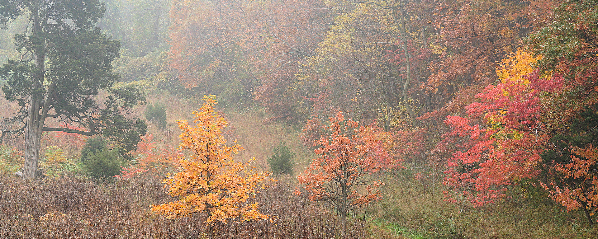 Avalon Preserve in Autumn Fog, 2005
