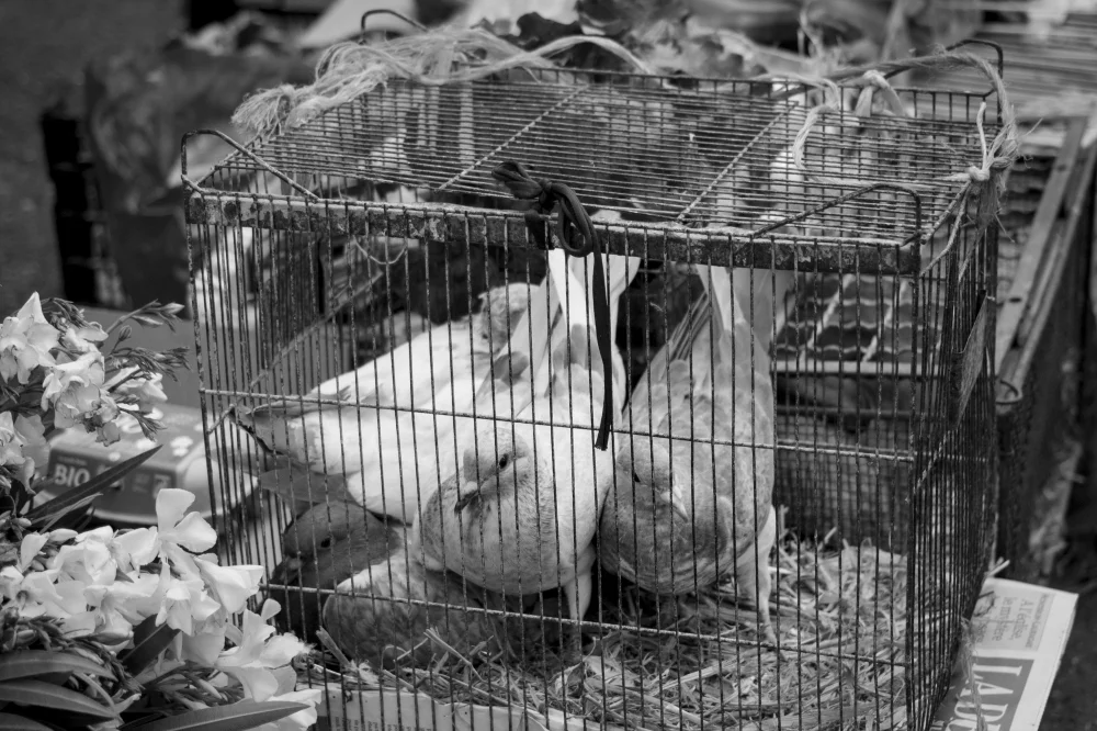 130714_st-auban-market_0022.jpg