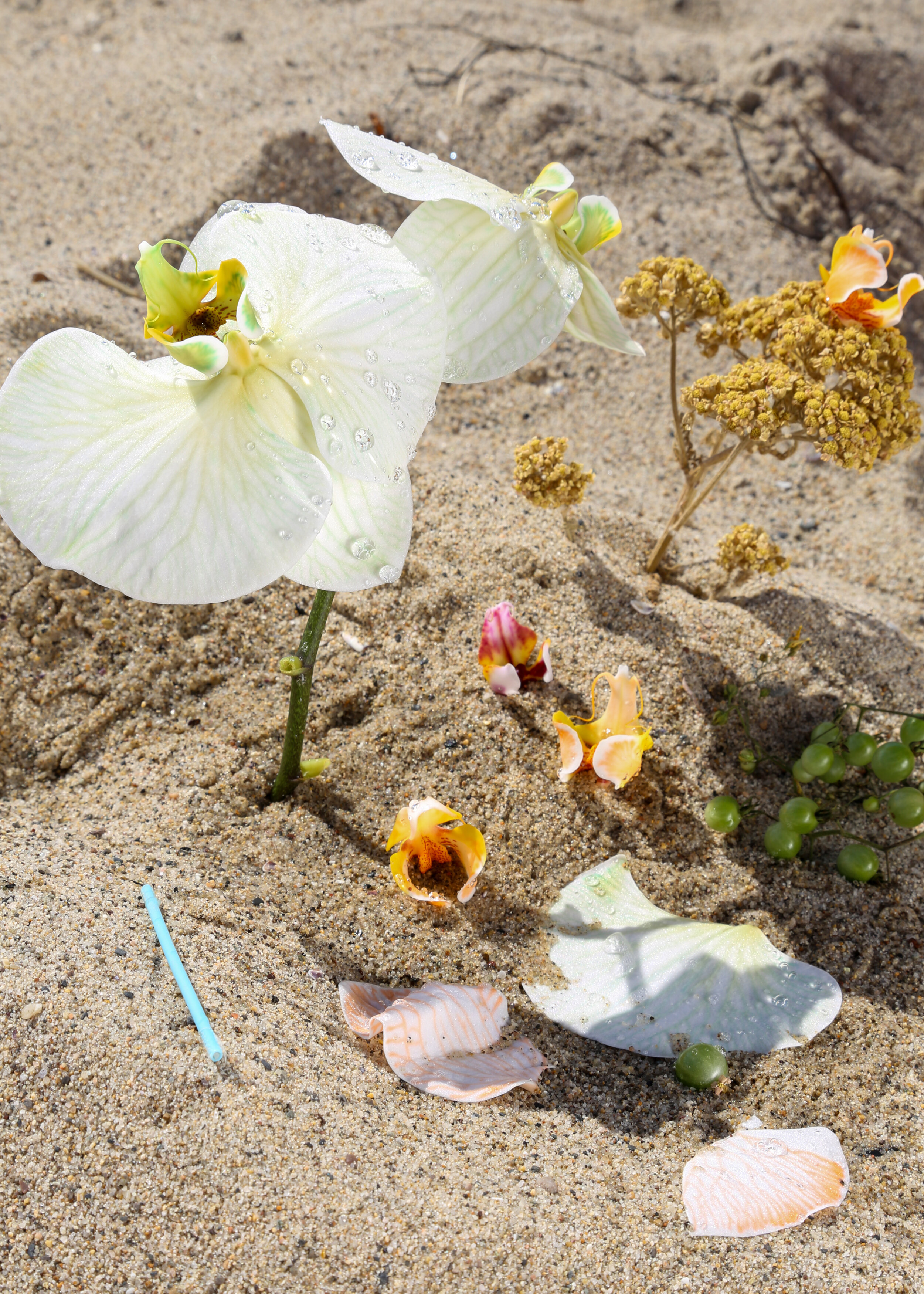 beach orchid petals.jpg