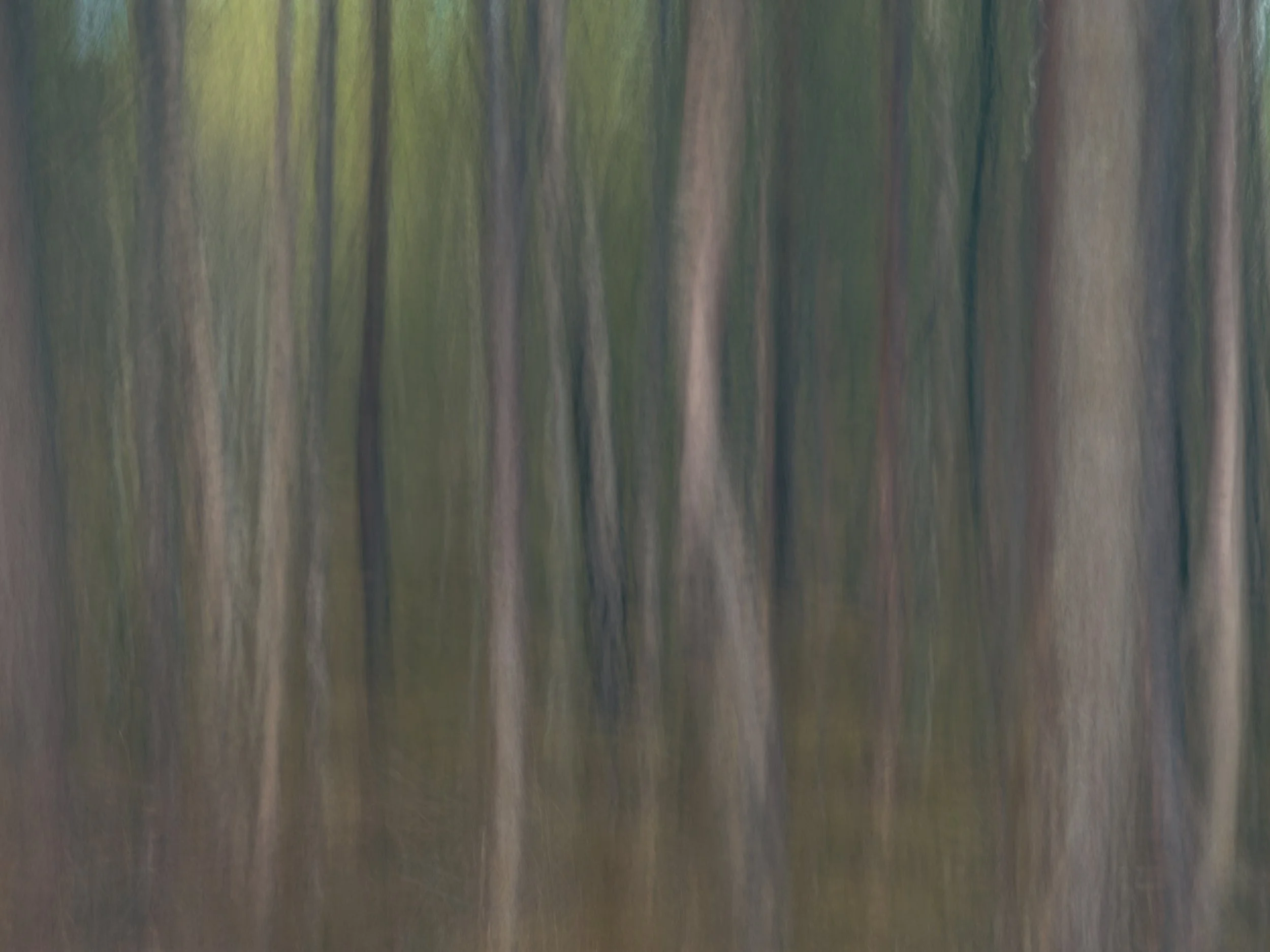 "The Green Wood Breathes"  from series "TRANSFERENCE - TORRIDON & WESTER ROSS
