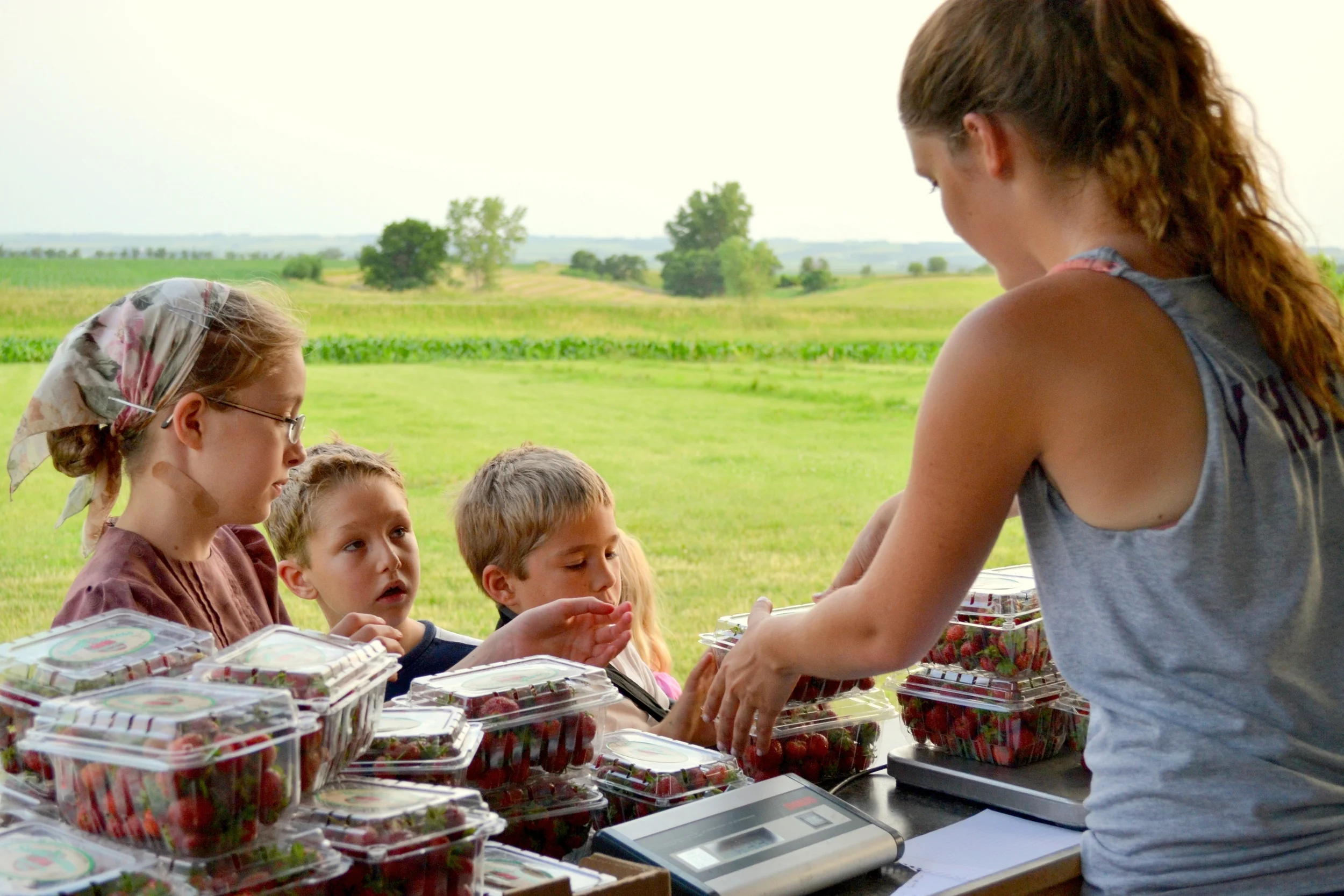 strawberry patch  (6).JPG