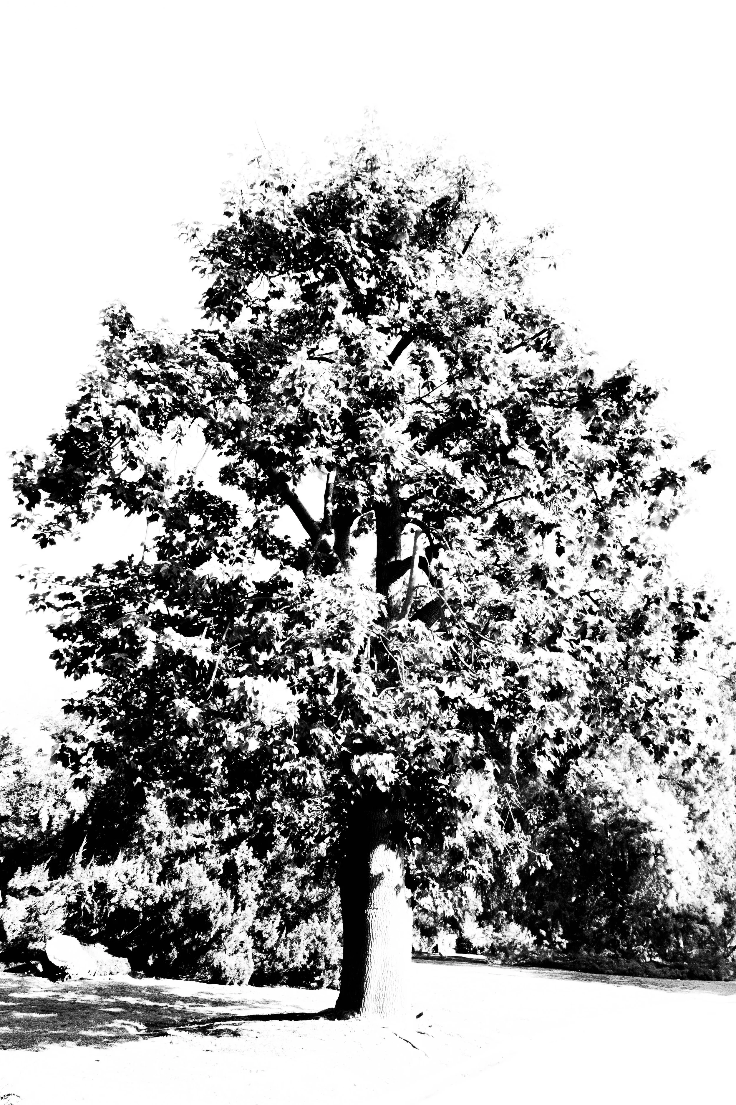 San Marino, CA. 2025