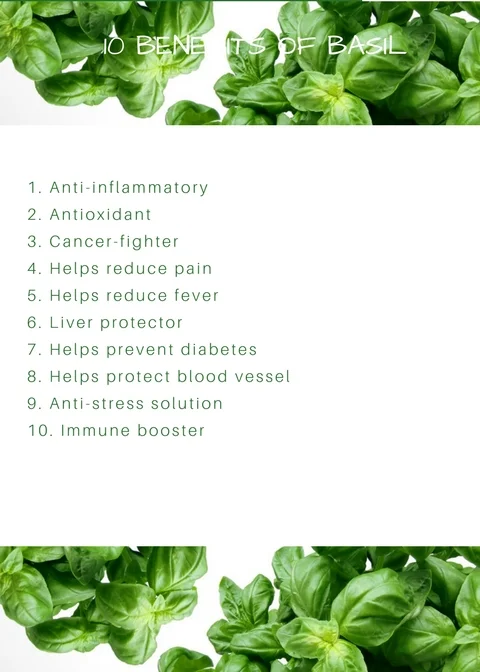10 Benefits of Basil