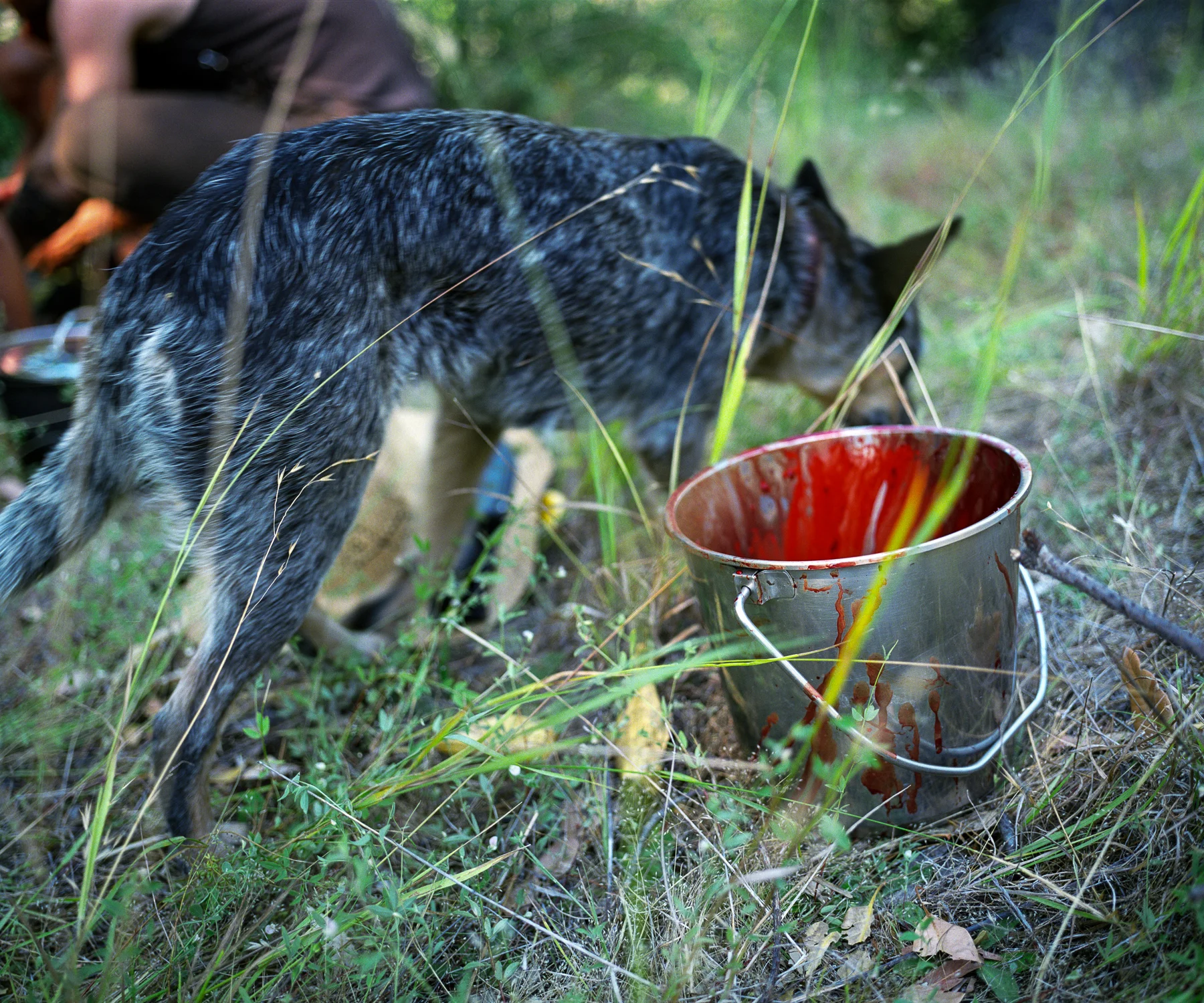 bucket, Steinacher Creek,California.jpg