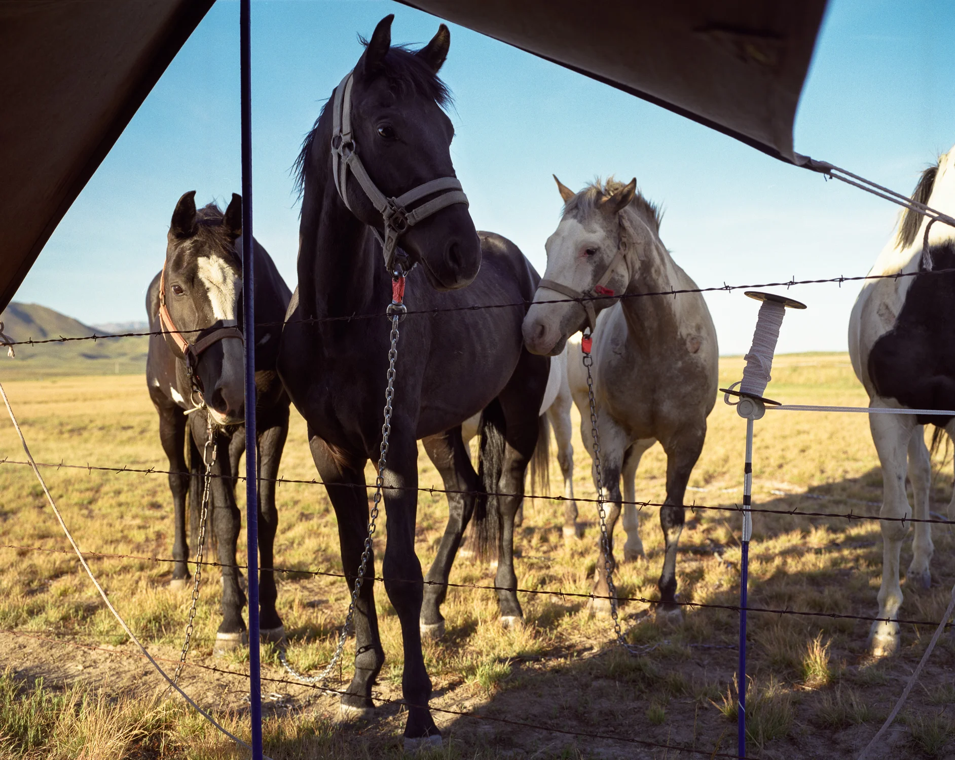 horses, Root Camp,Idaho.jpg