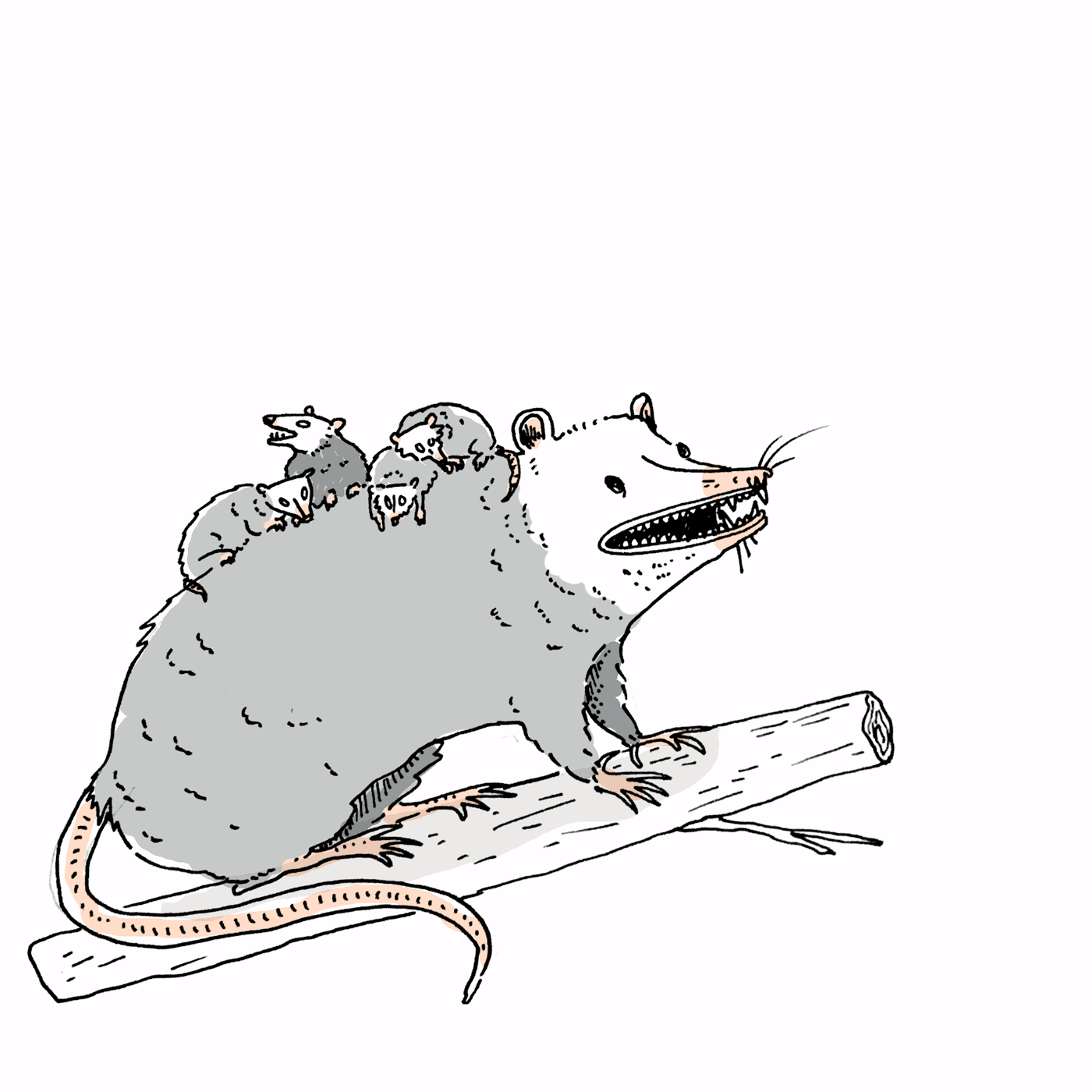 possum-sm.gif
