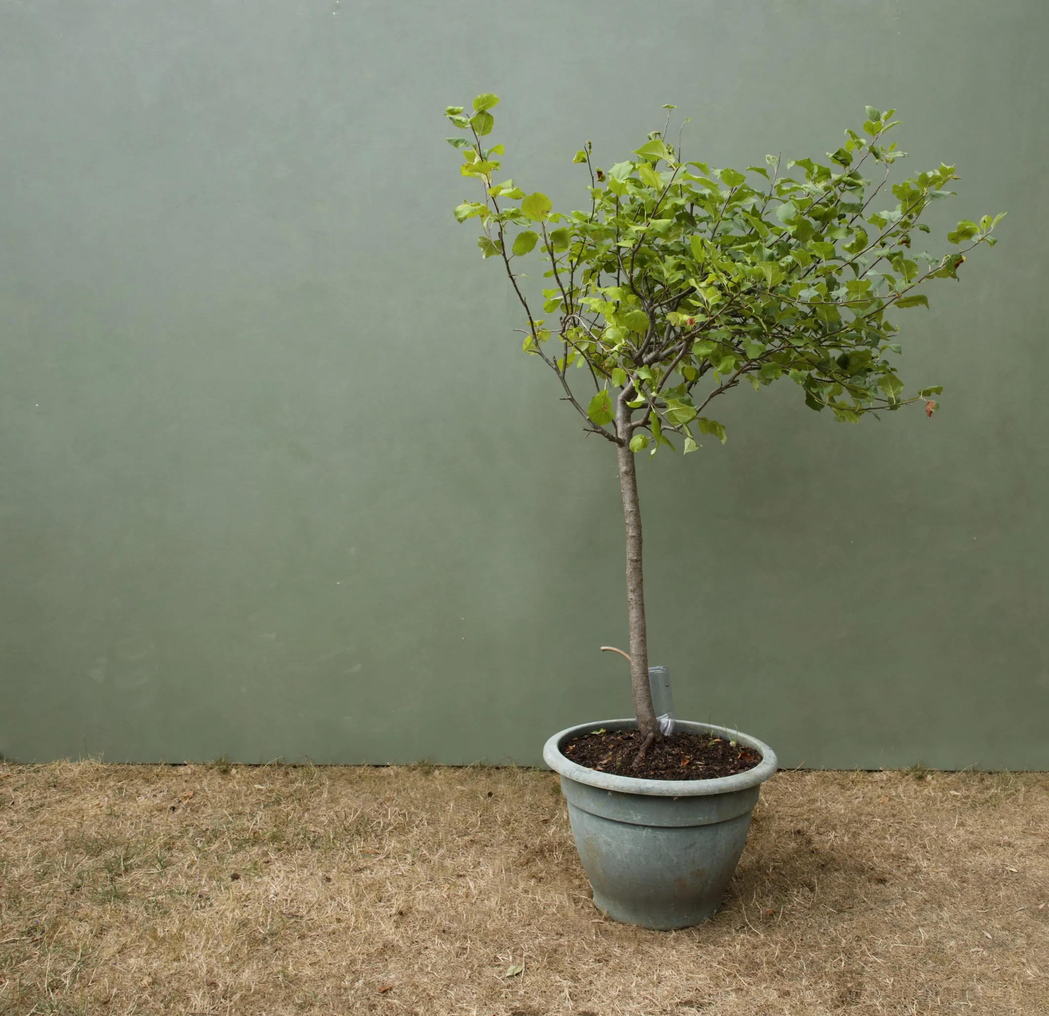 4LR_Malus Seversii 4of11_4368.jpg