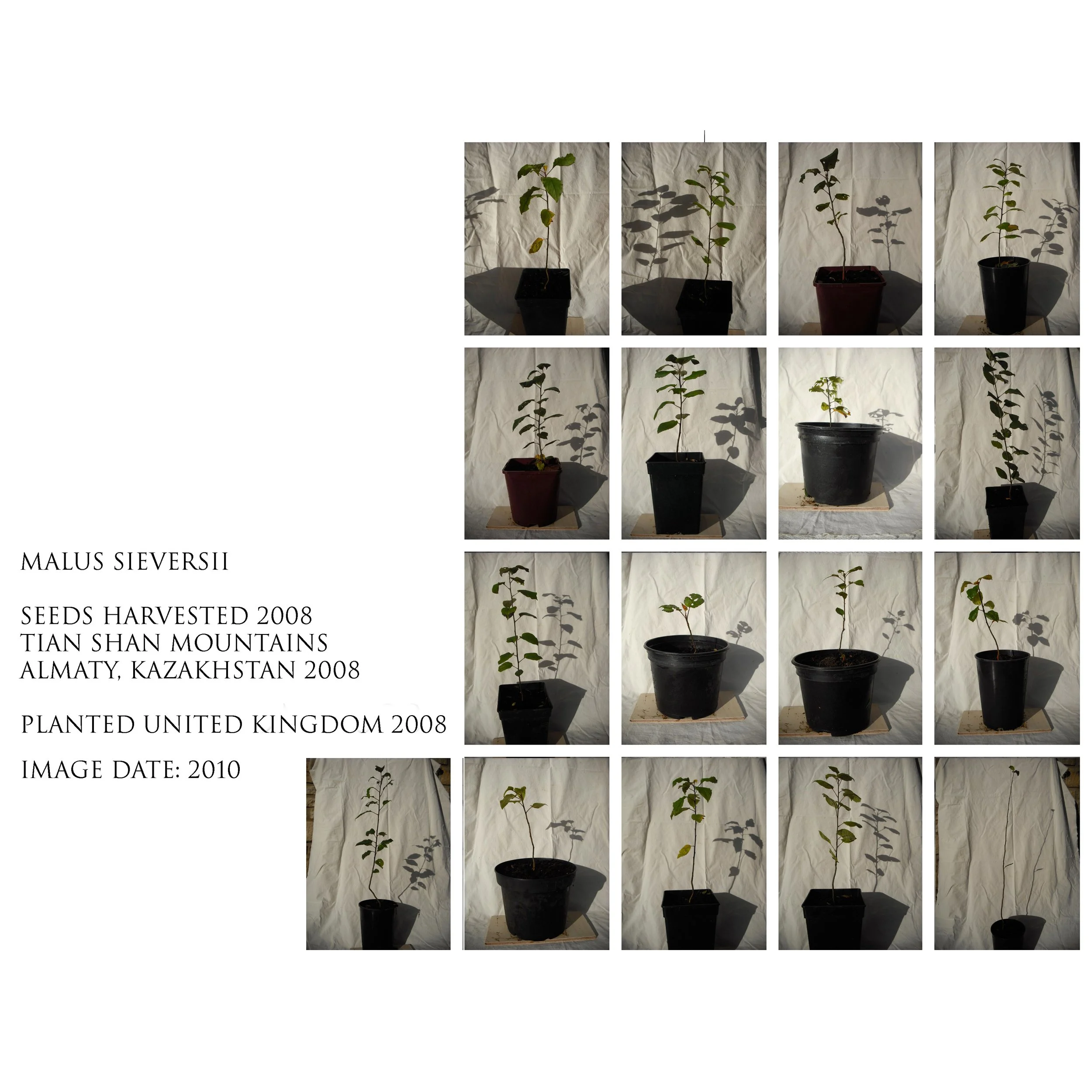 2010sqtextsmaller malus seversii x17.jpg