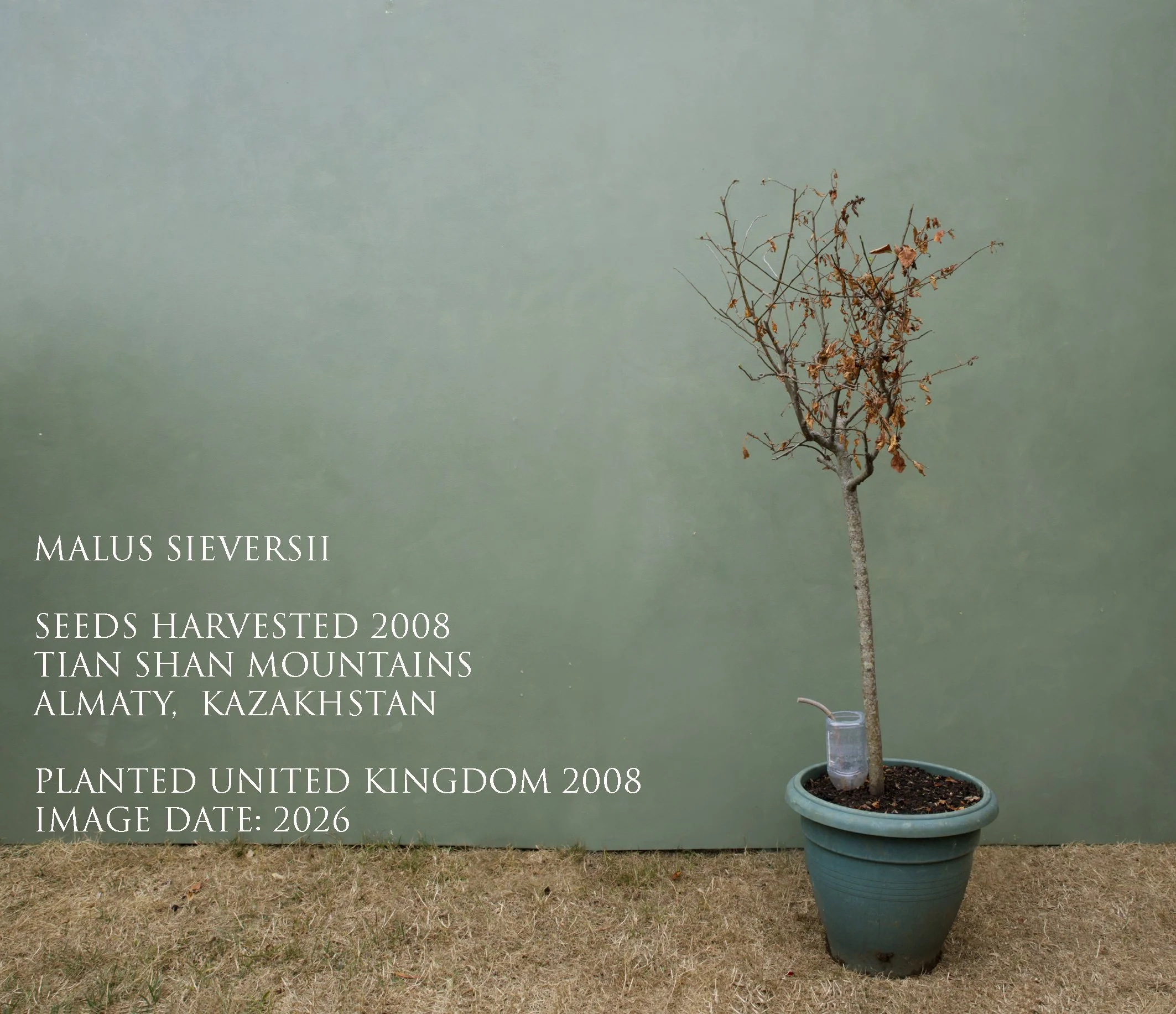 text1LR_MalusSeversii 1of11_254.jpg