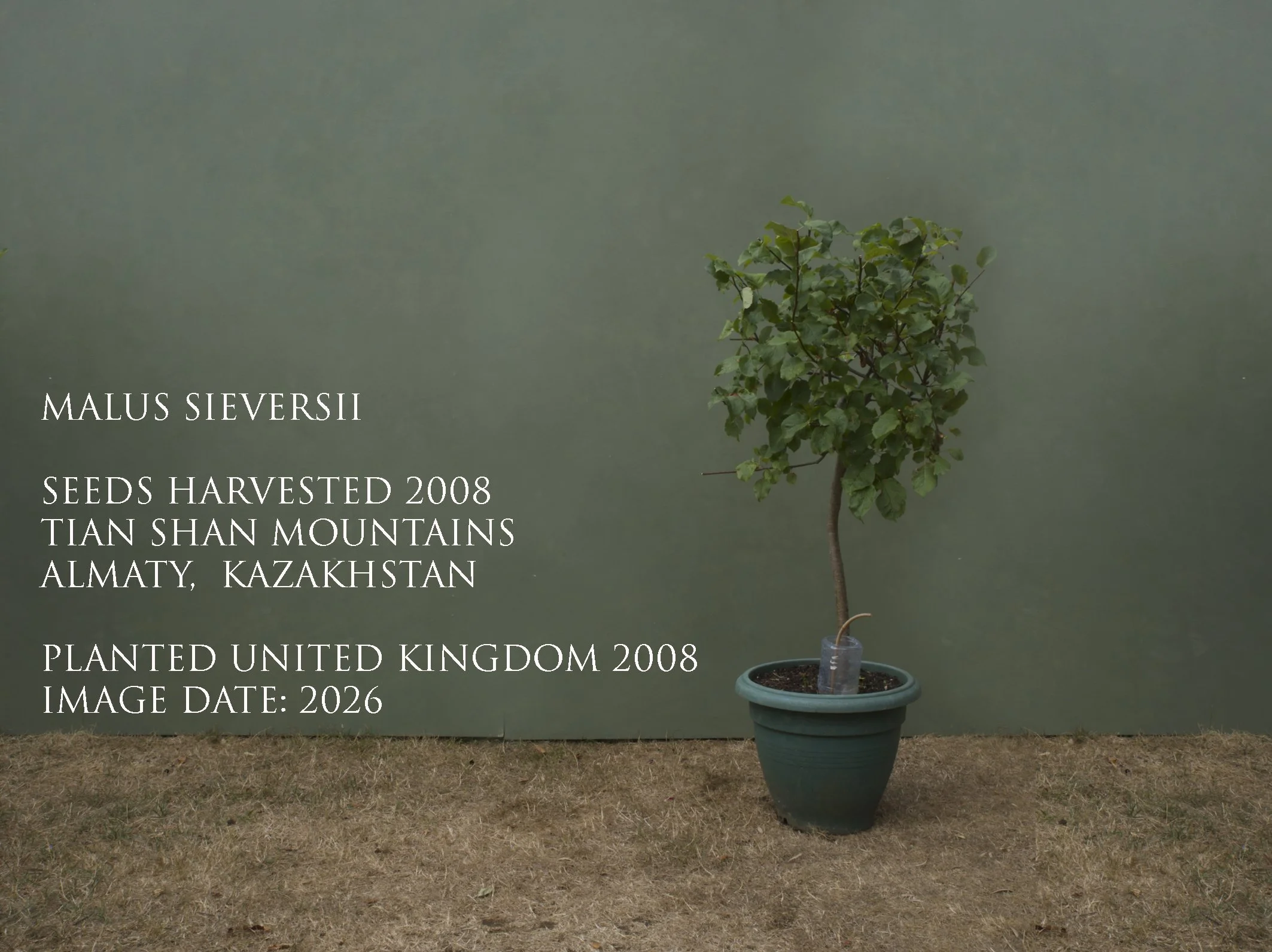 text3LR_Malus Seversii 3of11_4321.jpg