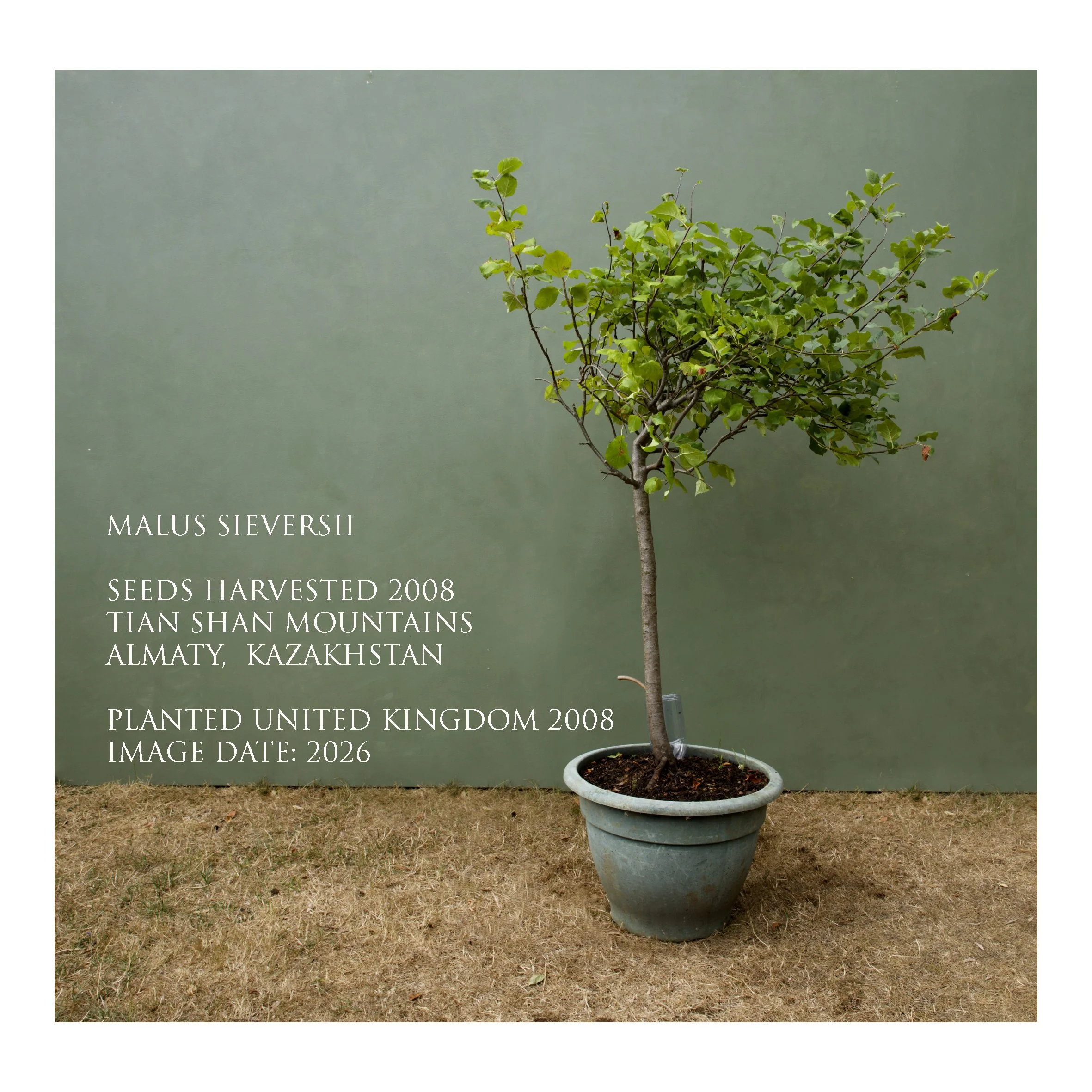 text4sqLR_Malus Seversii 4of11_4368.jpg