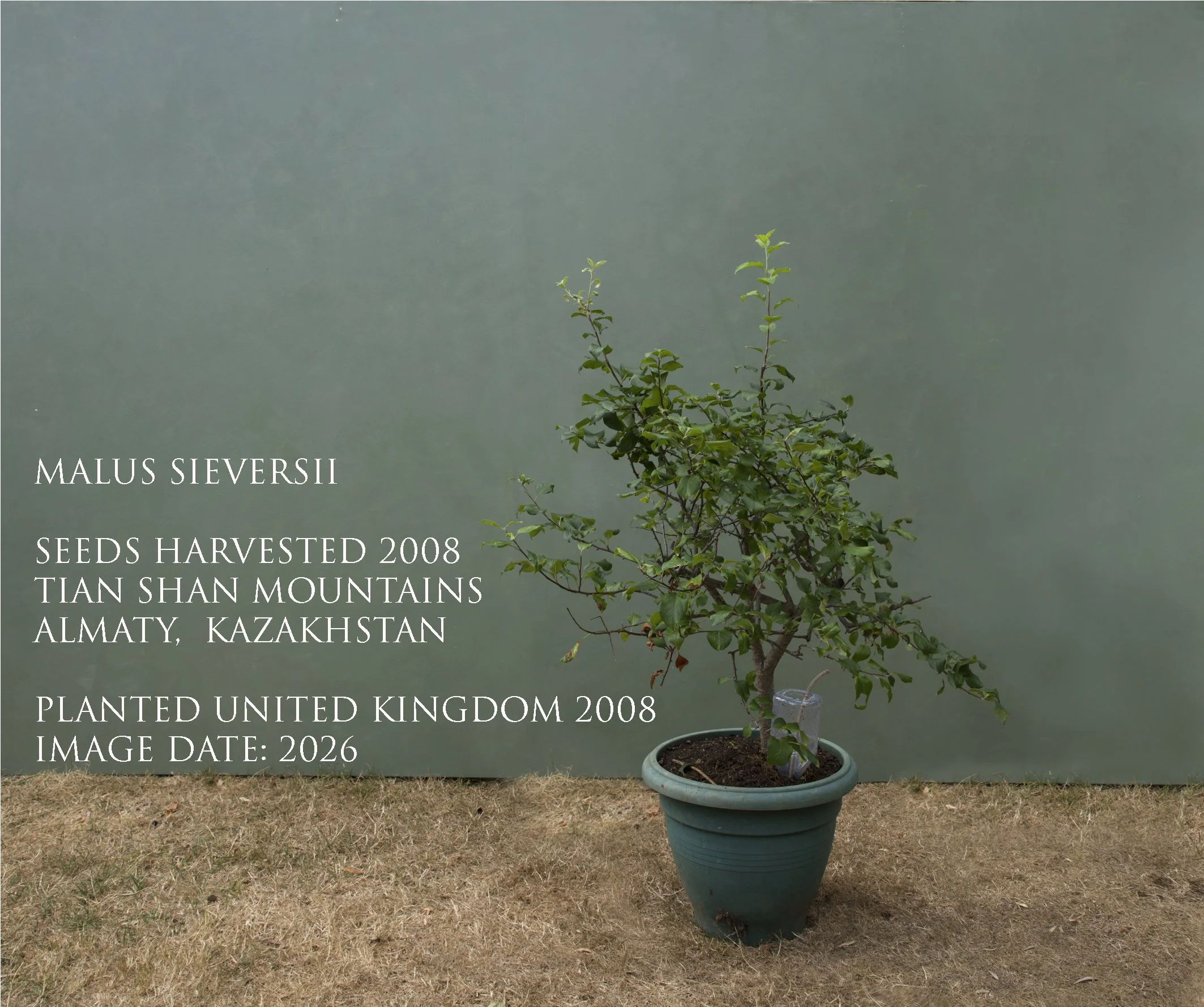 text5LR_Malus Seversii 5of11 43794417.jpg
