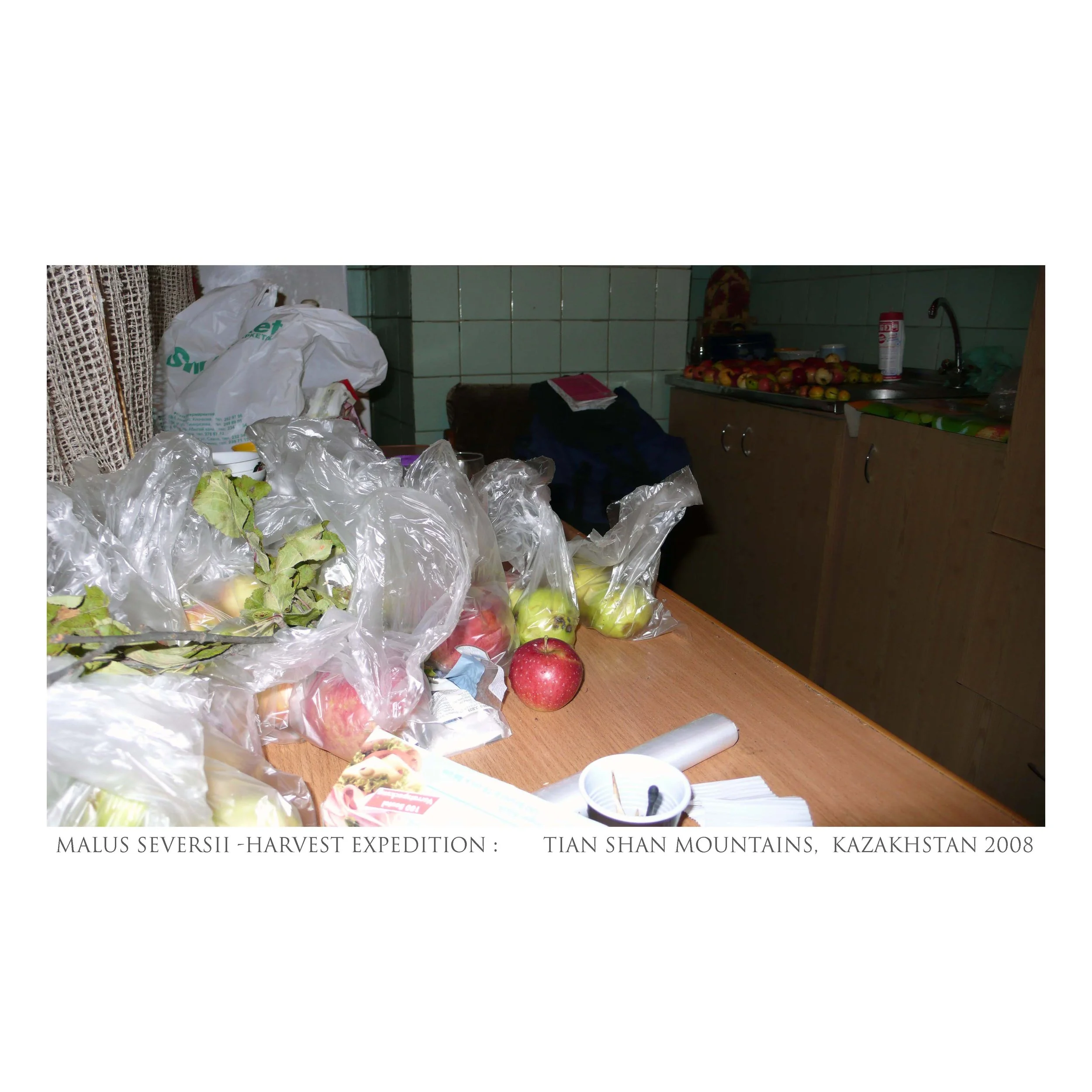 textsqharvestLR1_Diaspora_Kazak_Michael_Lisle-Taylor.jpg
