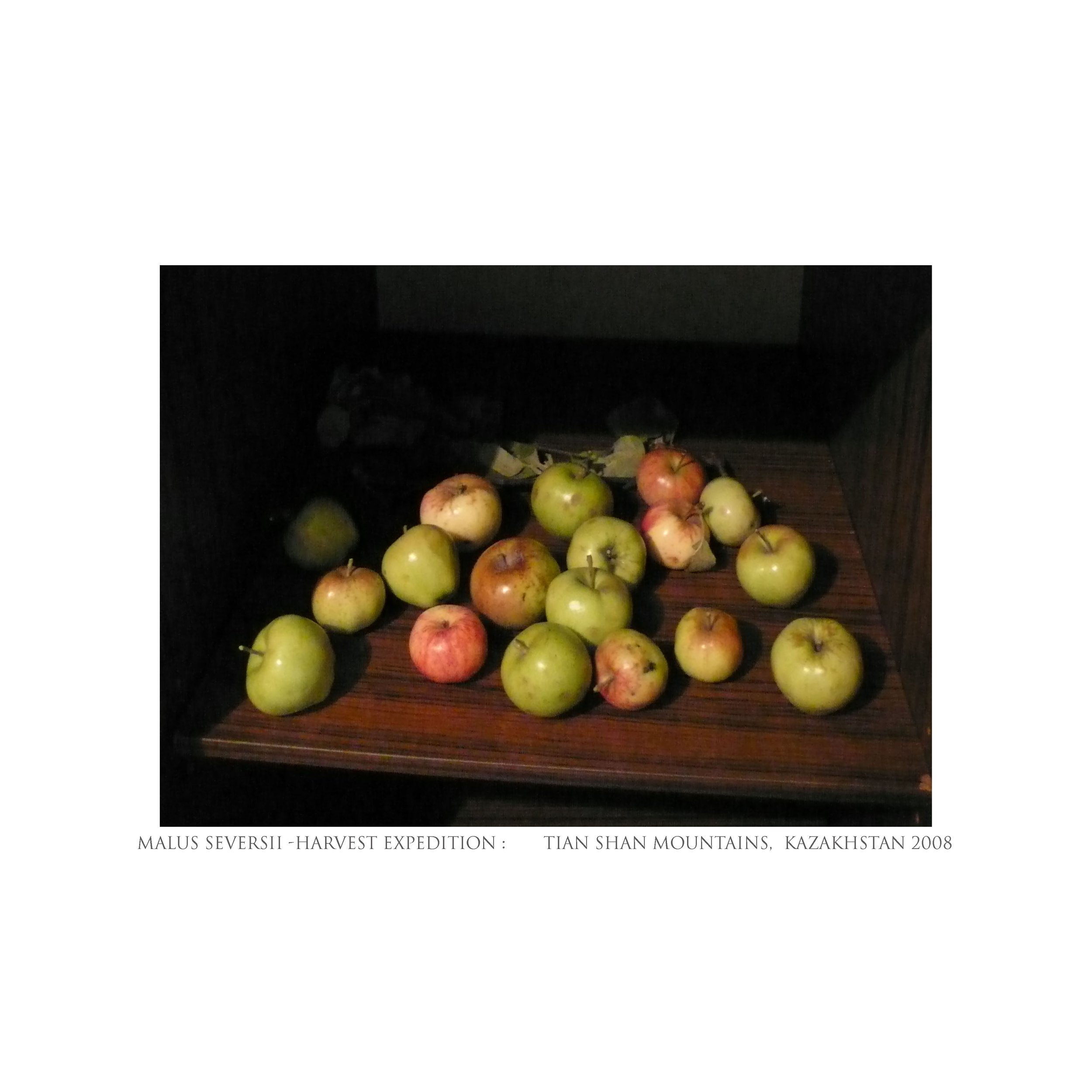textsqharvestLR12_Diaspora_Kazak_Michael_Lisle-Taylor.jpg