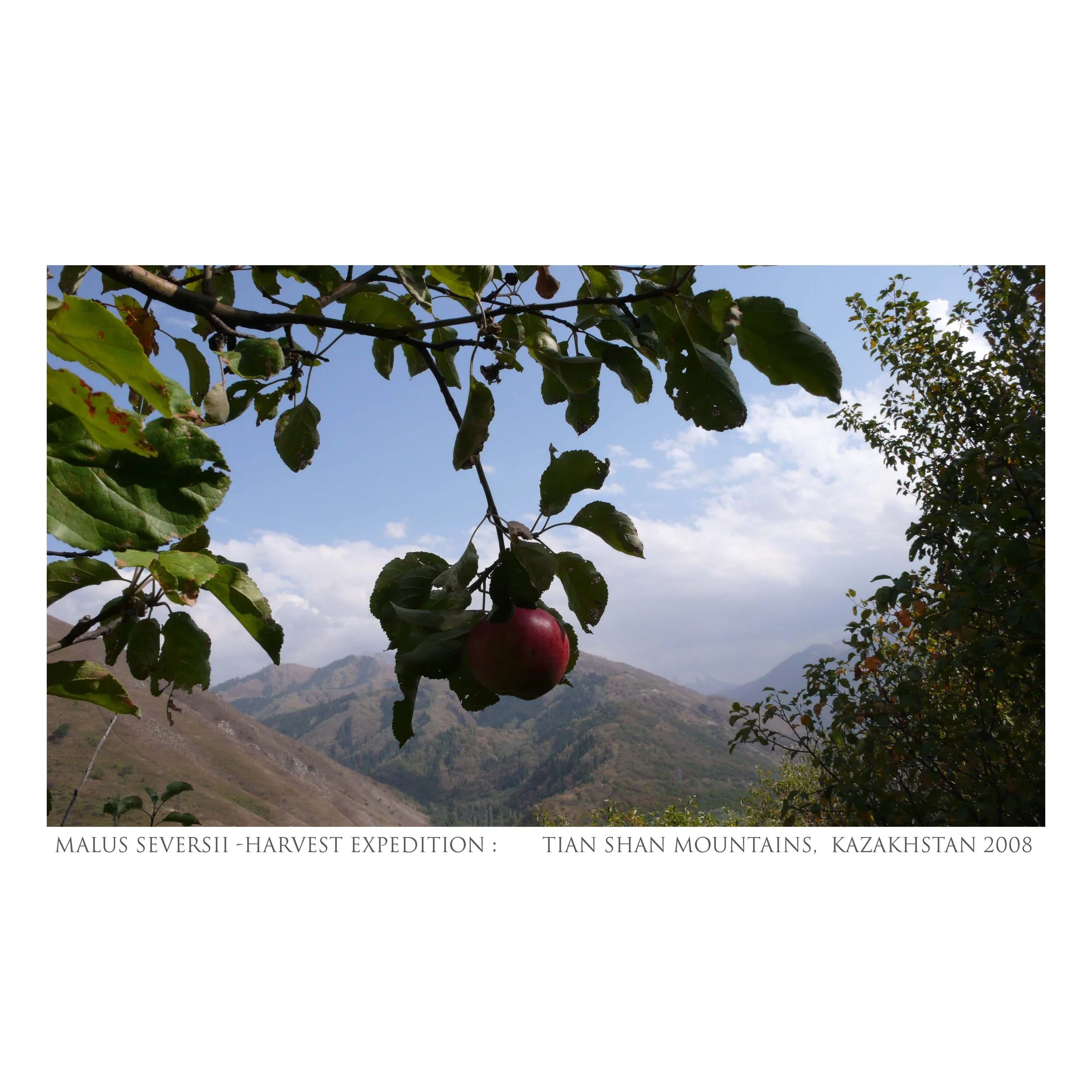 textsqharvestLR4_Diaspora_Kazak_Michael_Lisle-Taylor.jpg