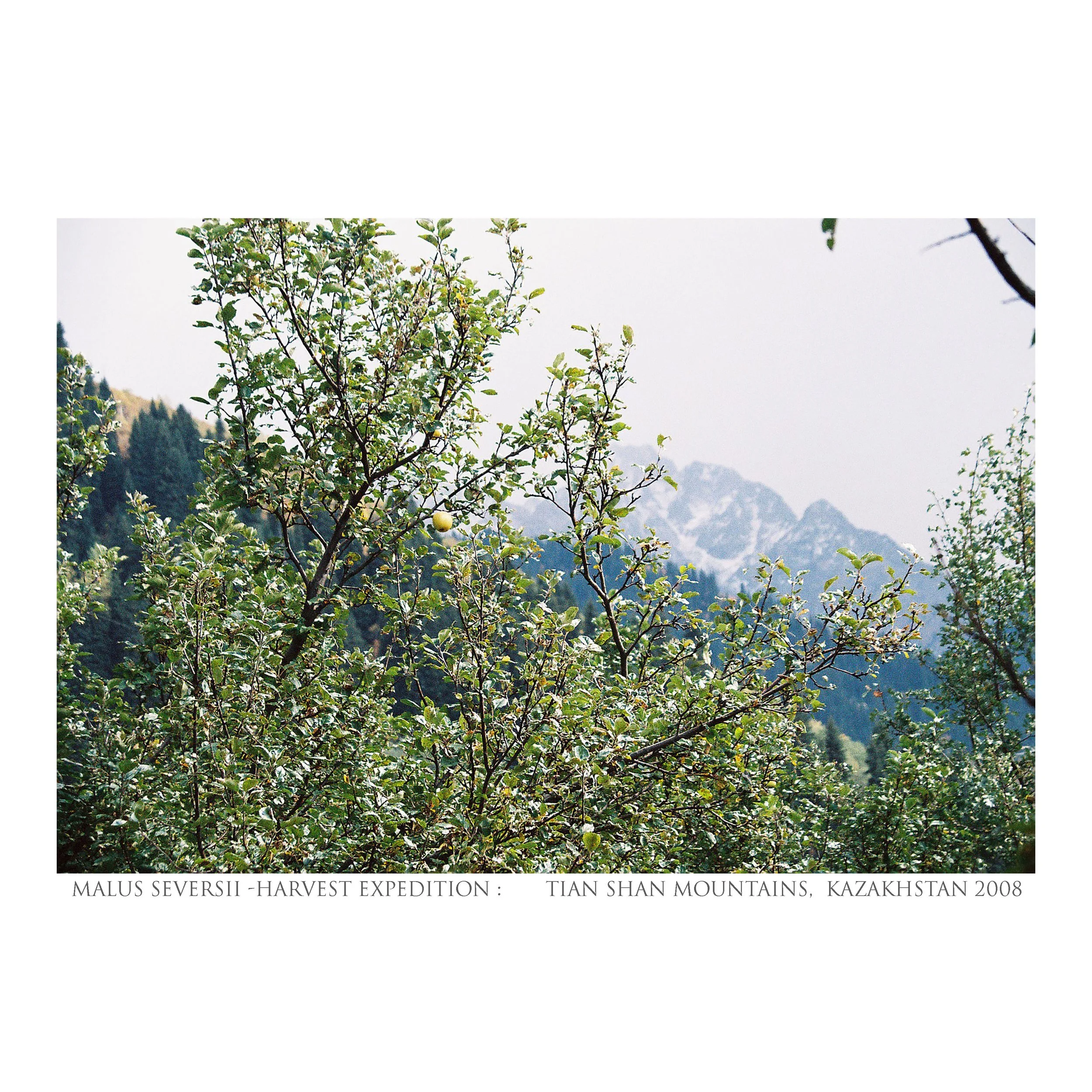 textsqharvestLR20_35mm_Diaspora_Kazak_Michael_Lisle-Taylor.jpg