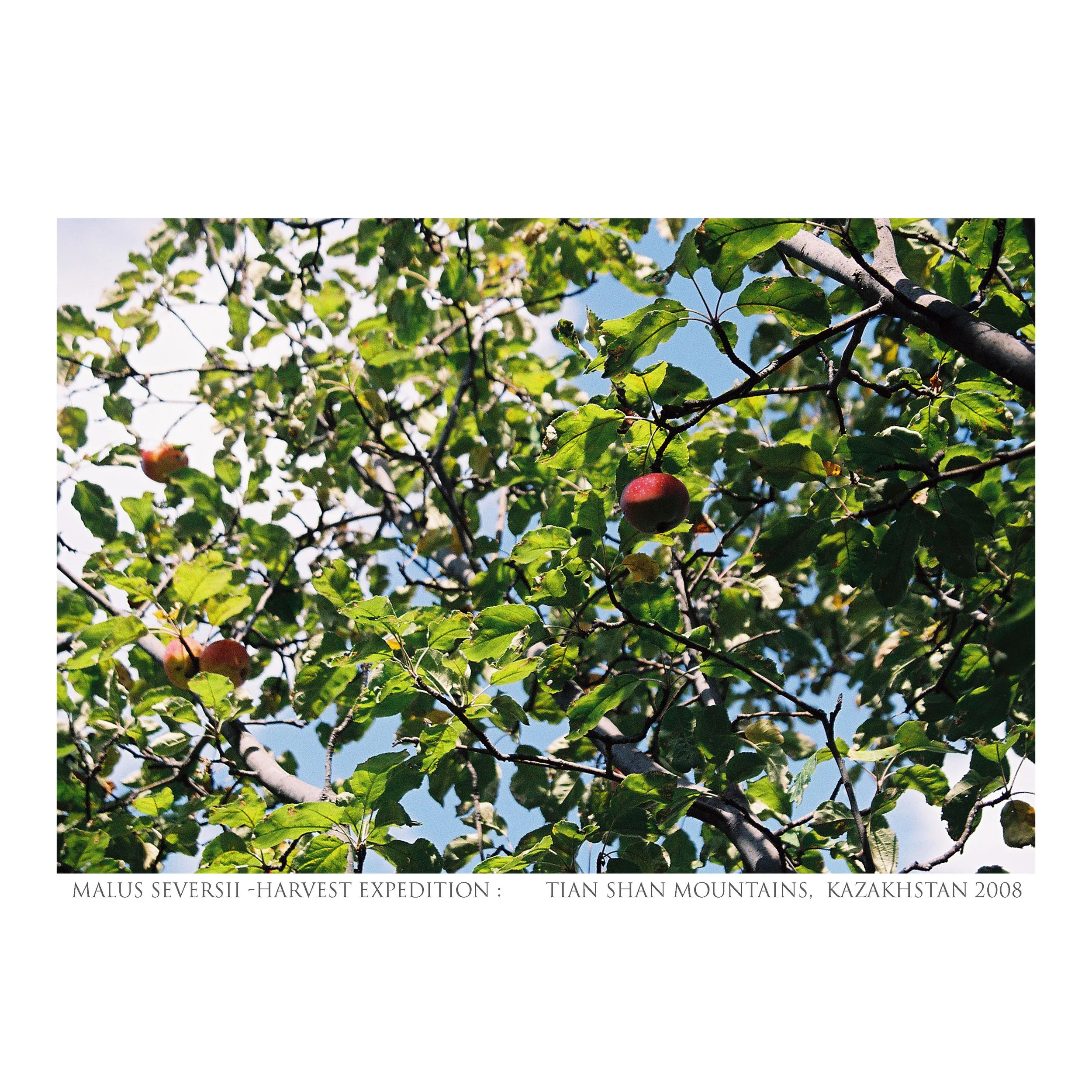 textsqharvestLR17_35mm_Diaspora_Kazak_Michael_Lisle-Taylor.jpg