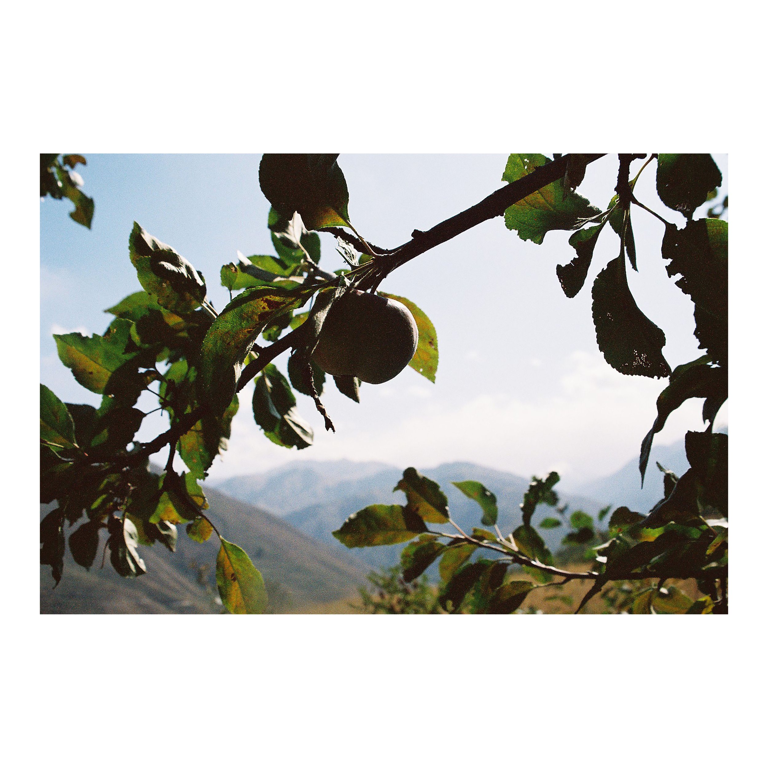 sqharvestLR22_35mm_Diaspora_Kazak_Michael_Lisle-Taylor.jpg