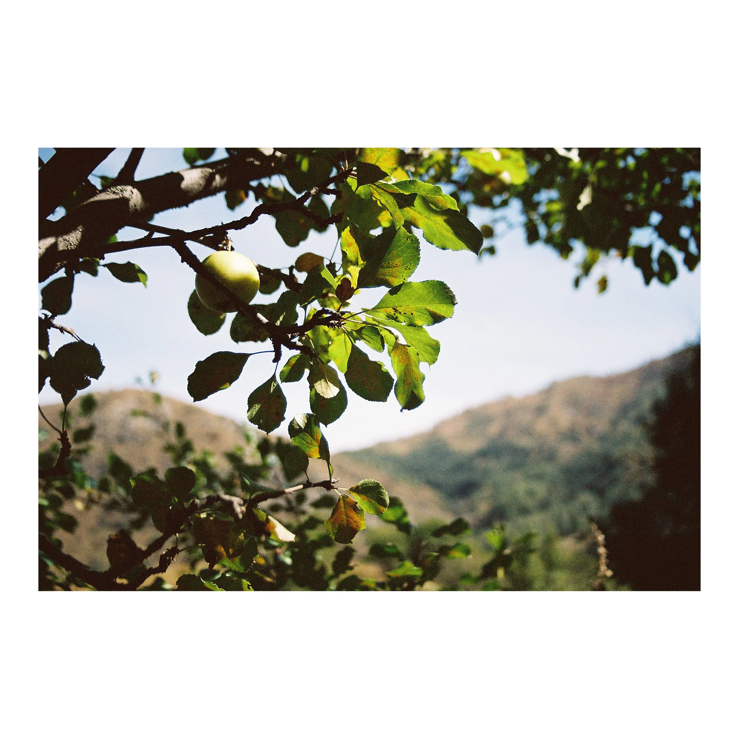 sqharvestLR18_35mm_Diaspora_Kazak_Michael_Lisle-Taylor.jpg
